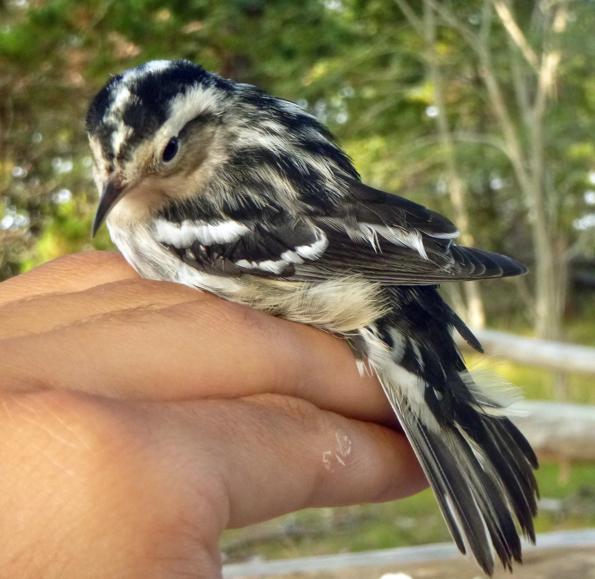 Black-and-white Warbler
