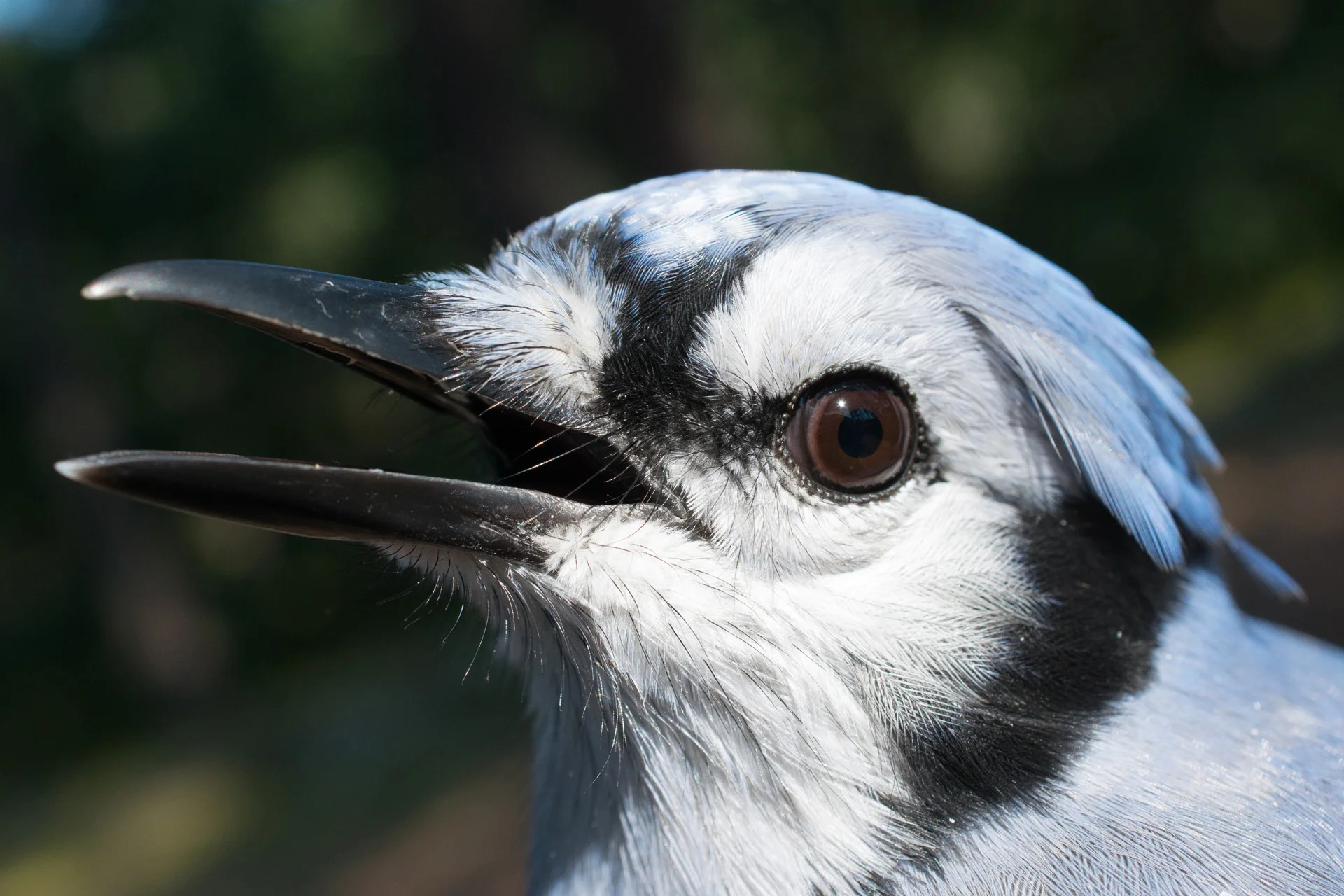 Blue Jay