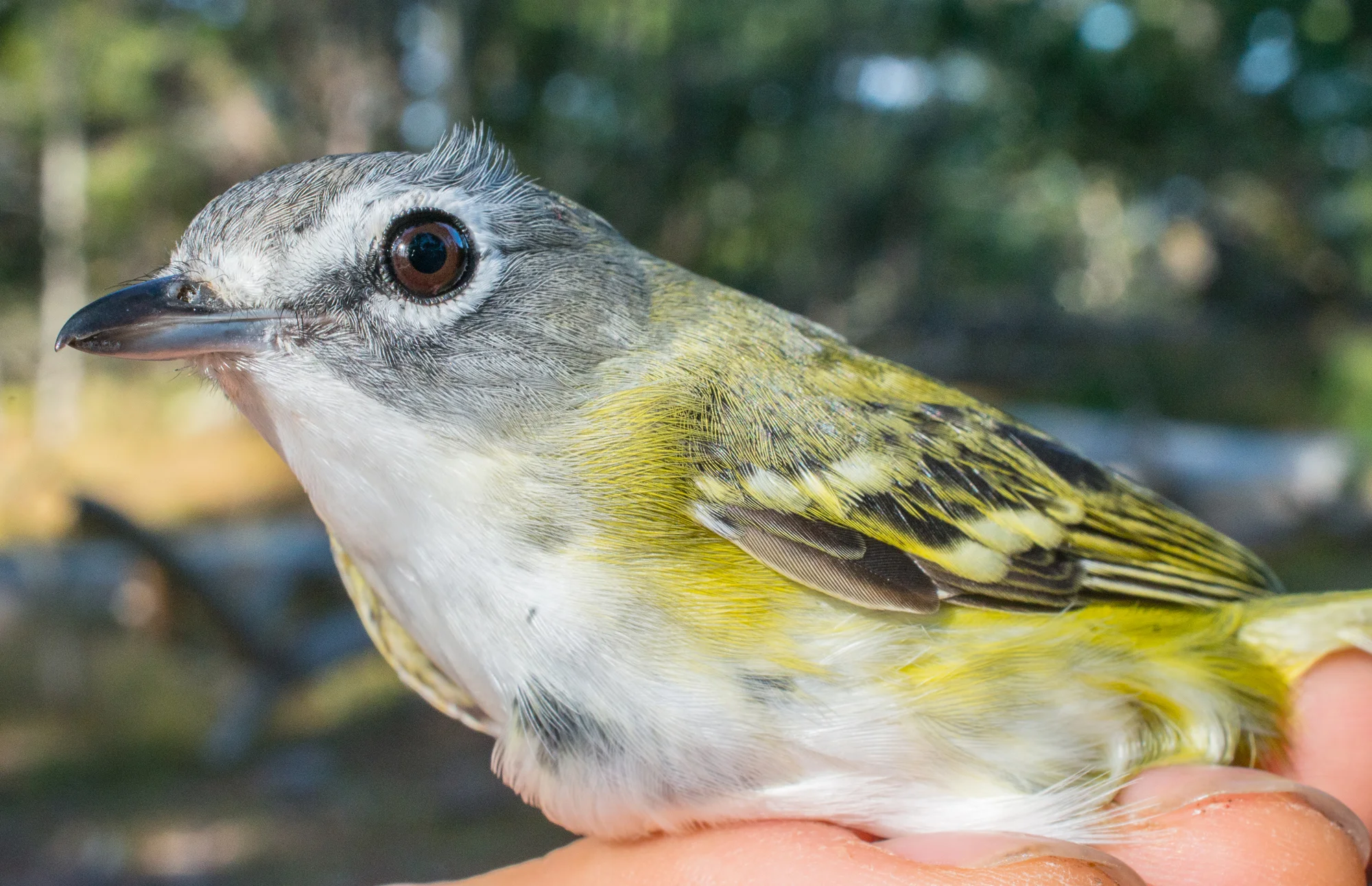 Blue-headed Vireo