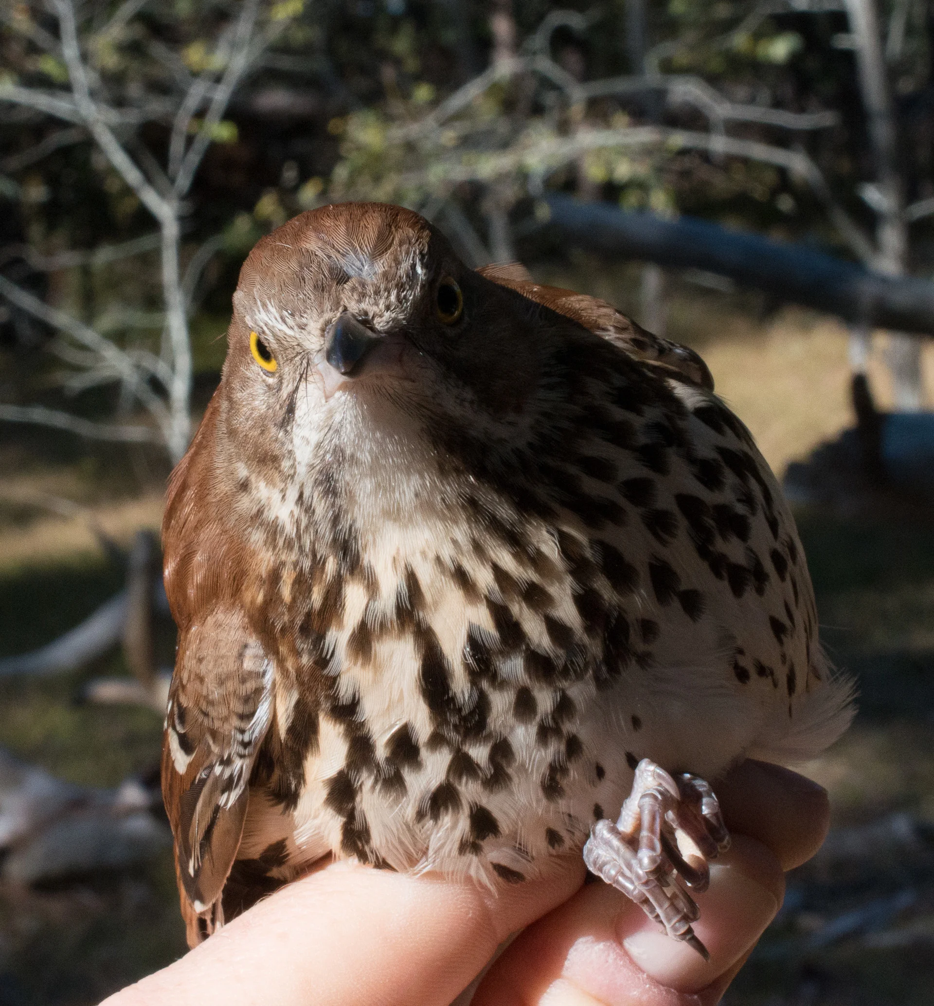 Brown Thrasher