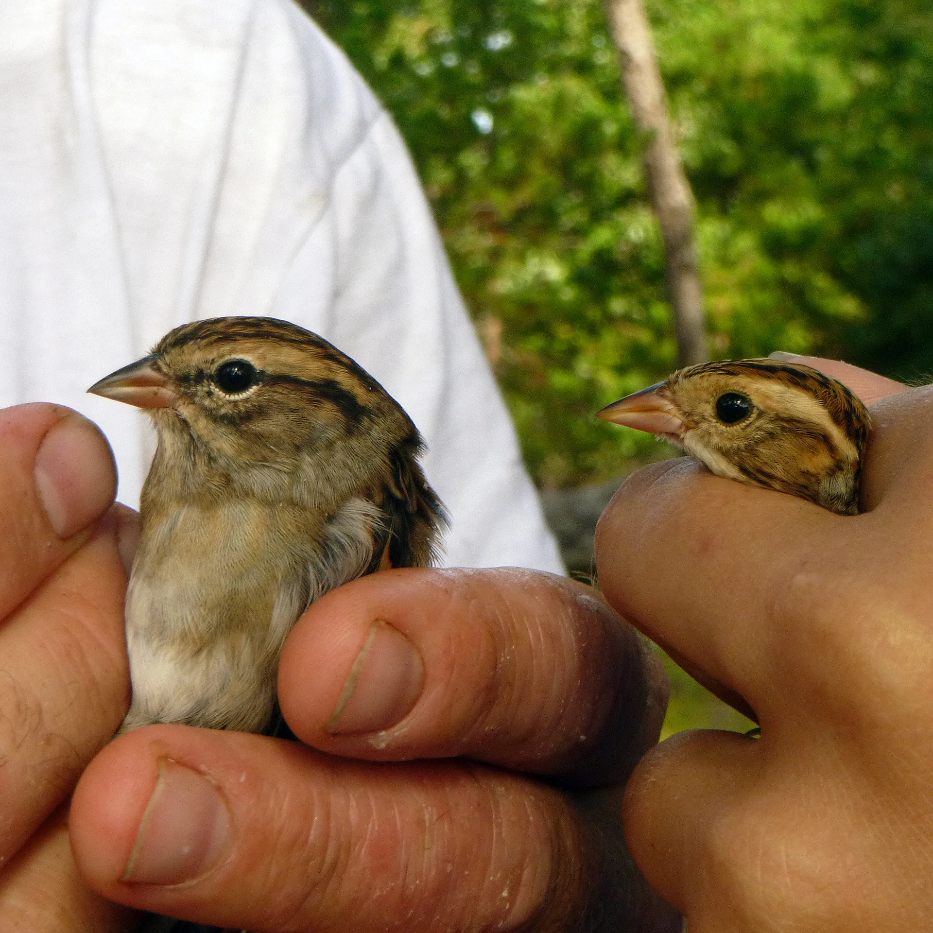 Clay-colored and Chipping Sparrows