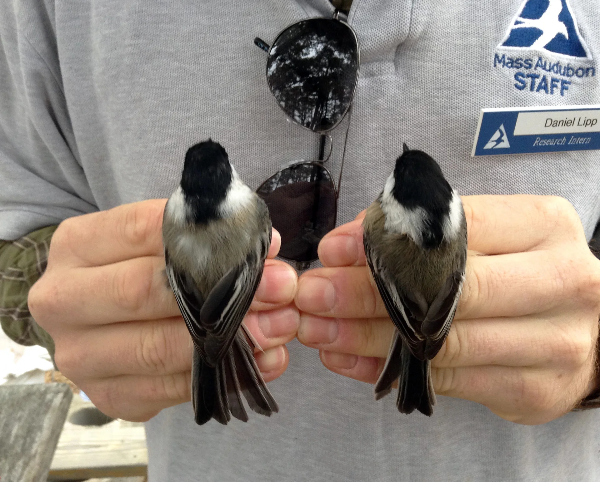 Black-capped Chickadees
