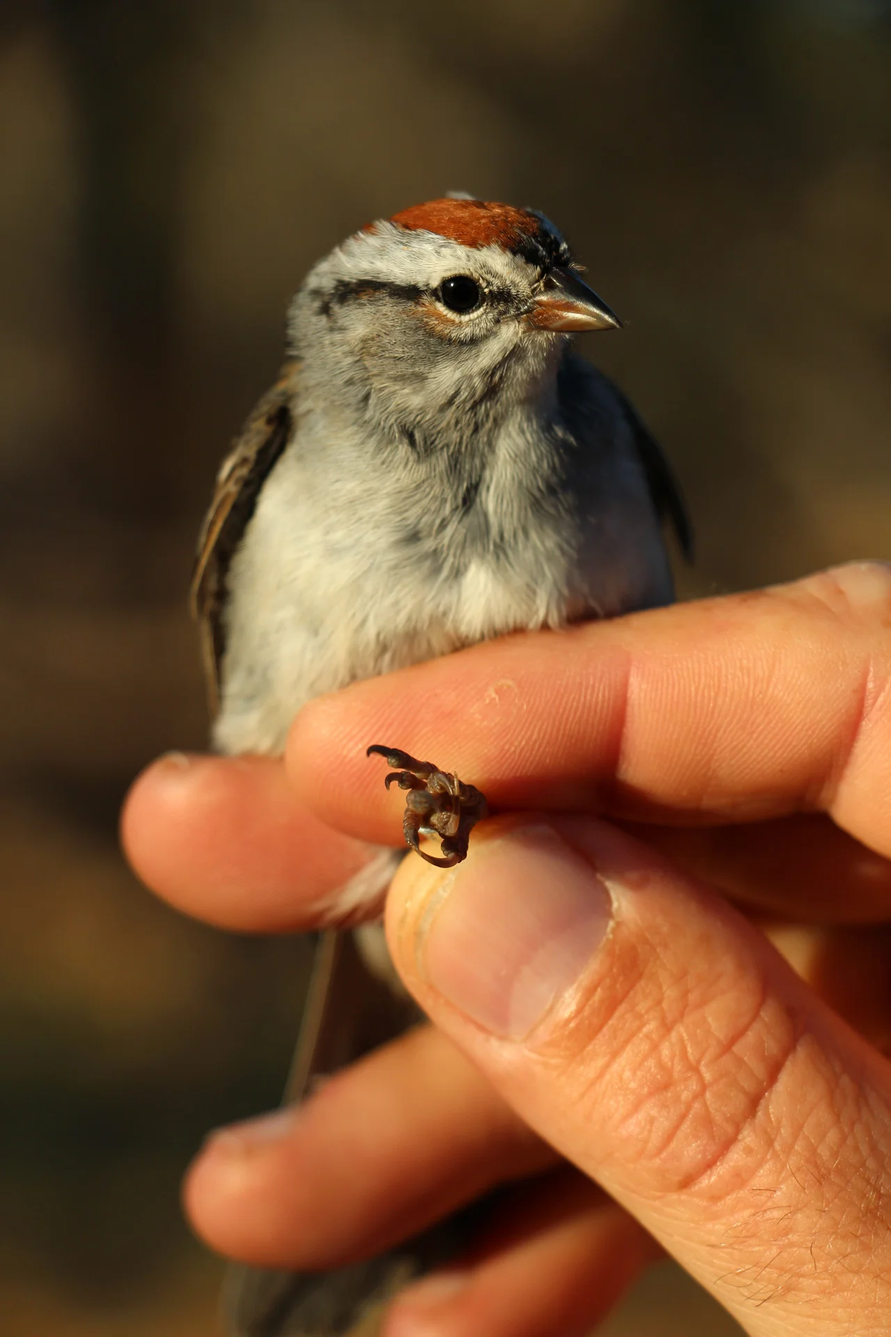 Chipping Sparrow
