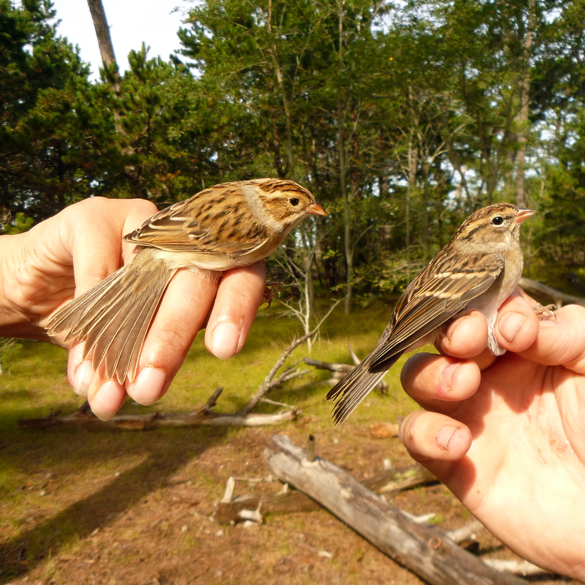 Clay-colored and Chipping Sparrows