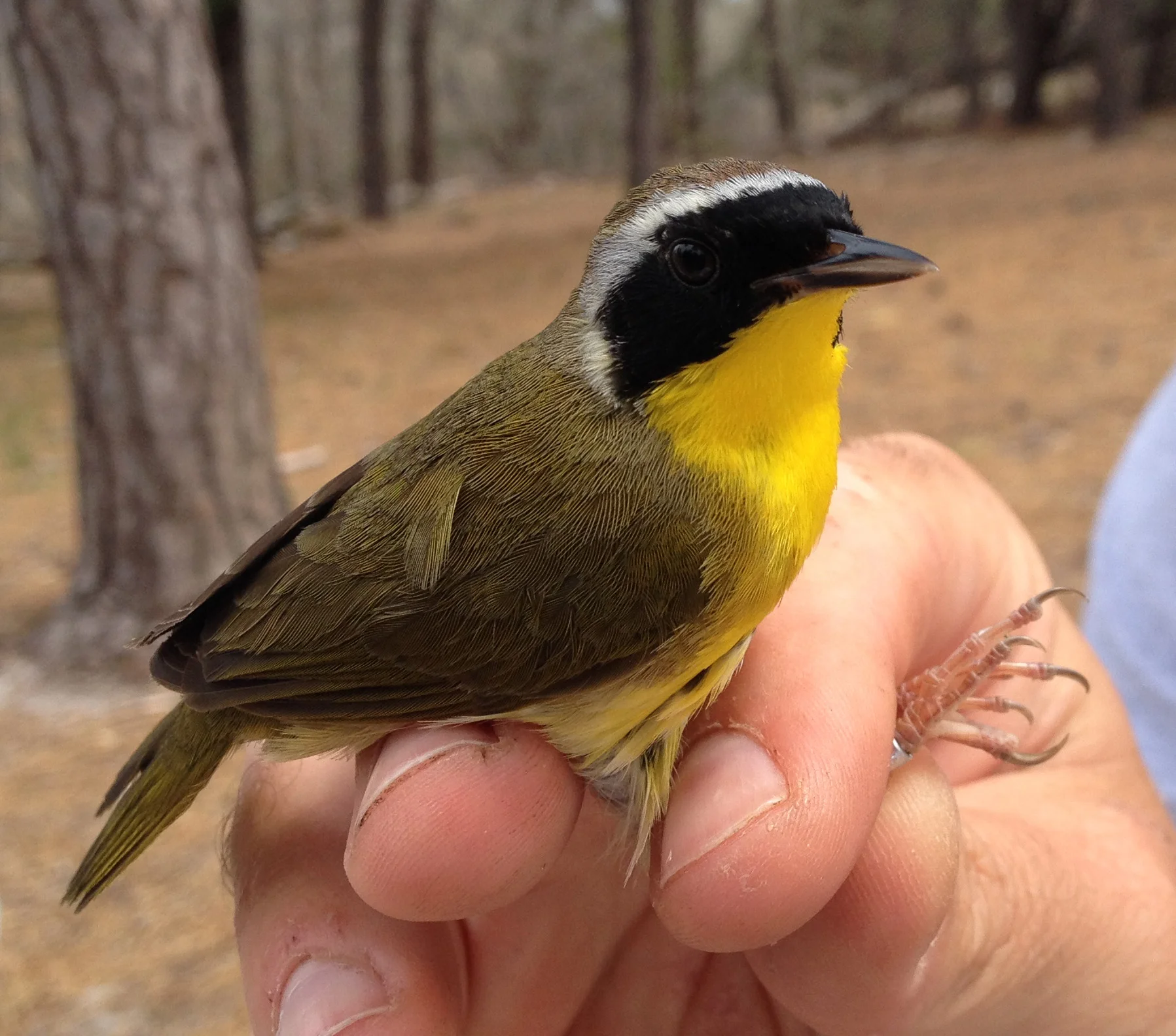 Common Yellowthroat