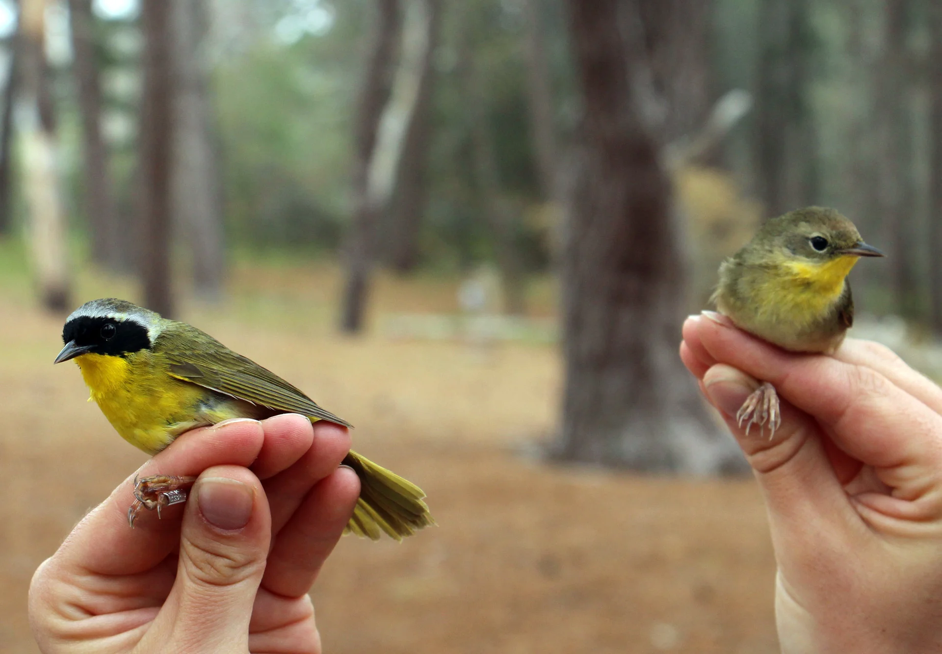 Common Yellowthroats