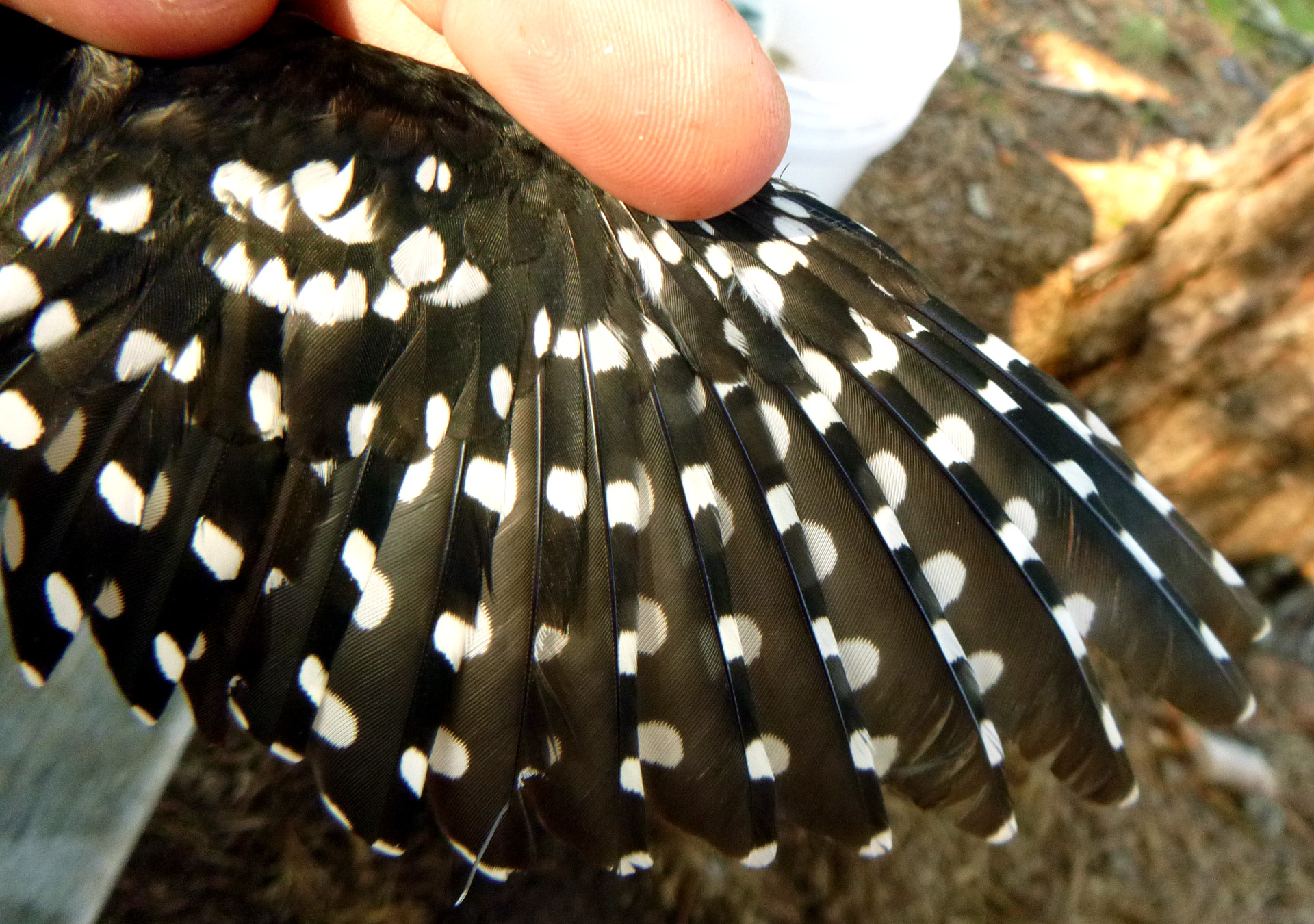Downy Woodpecker wing
