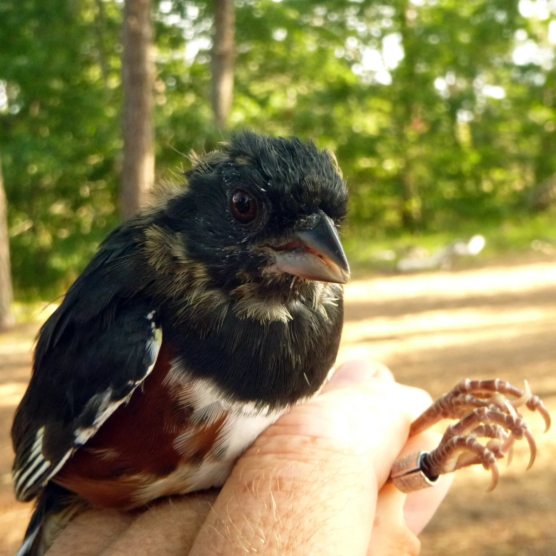 Eastern Towhee