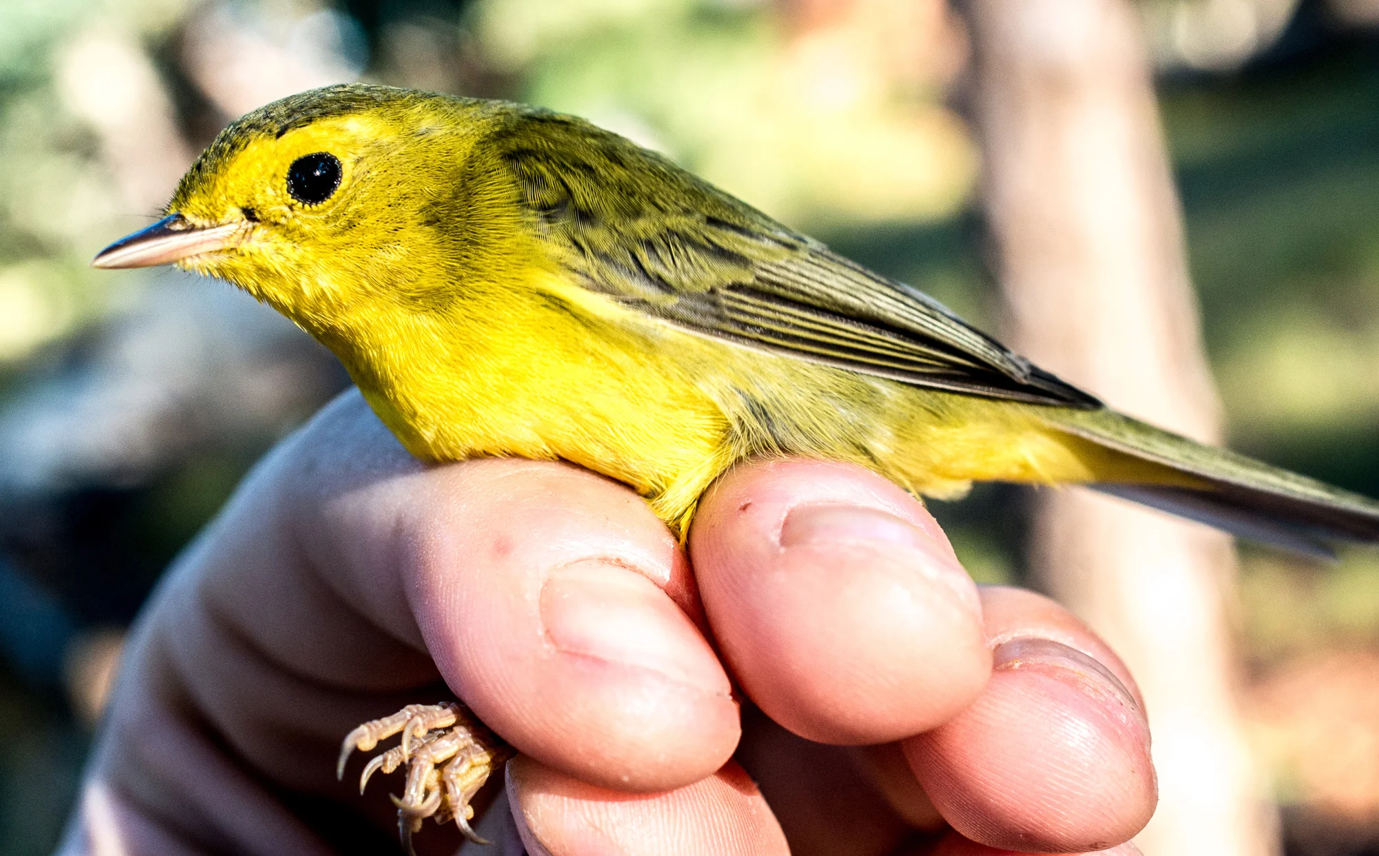Wilson's Warbler