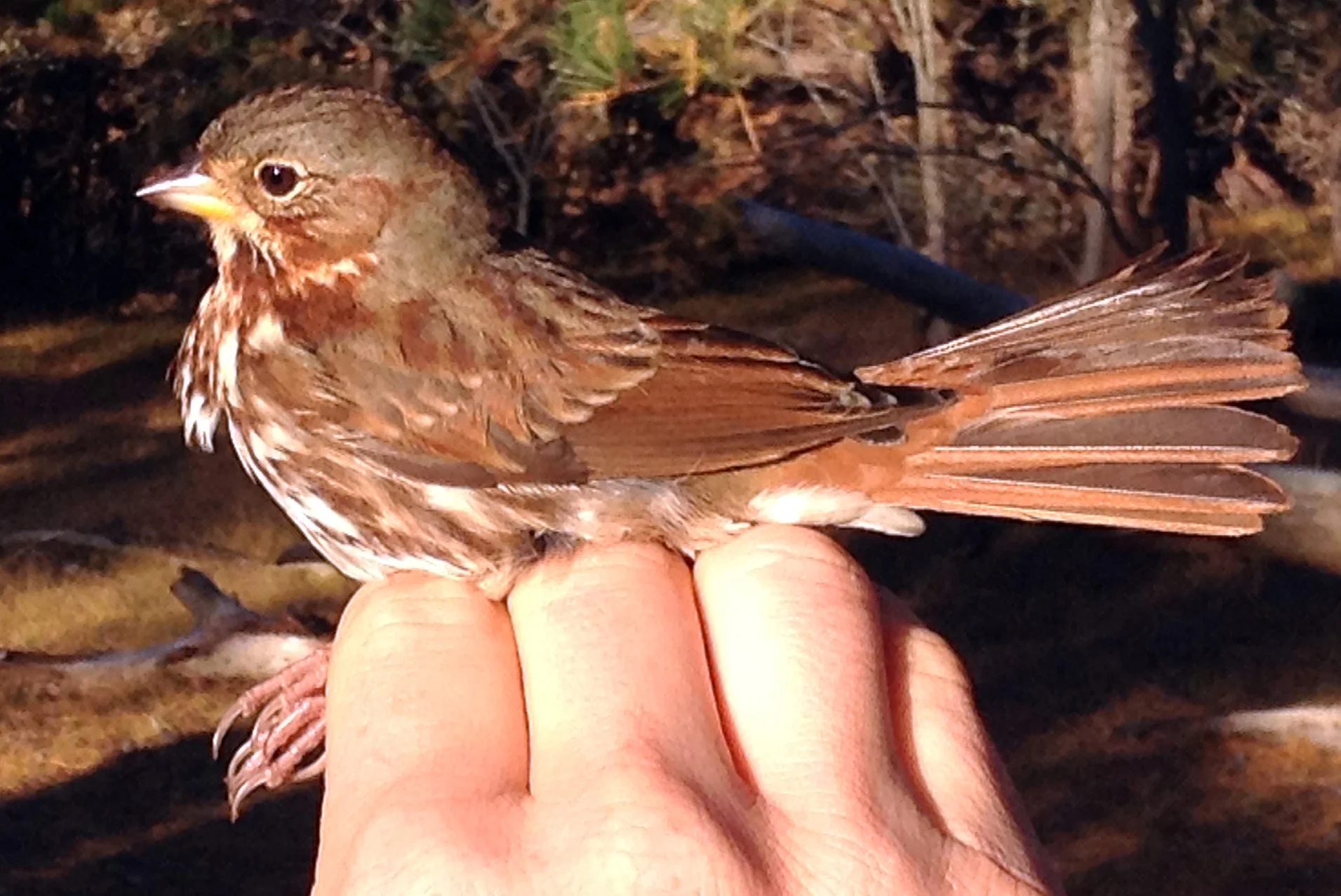 Fox Sparrow