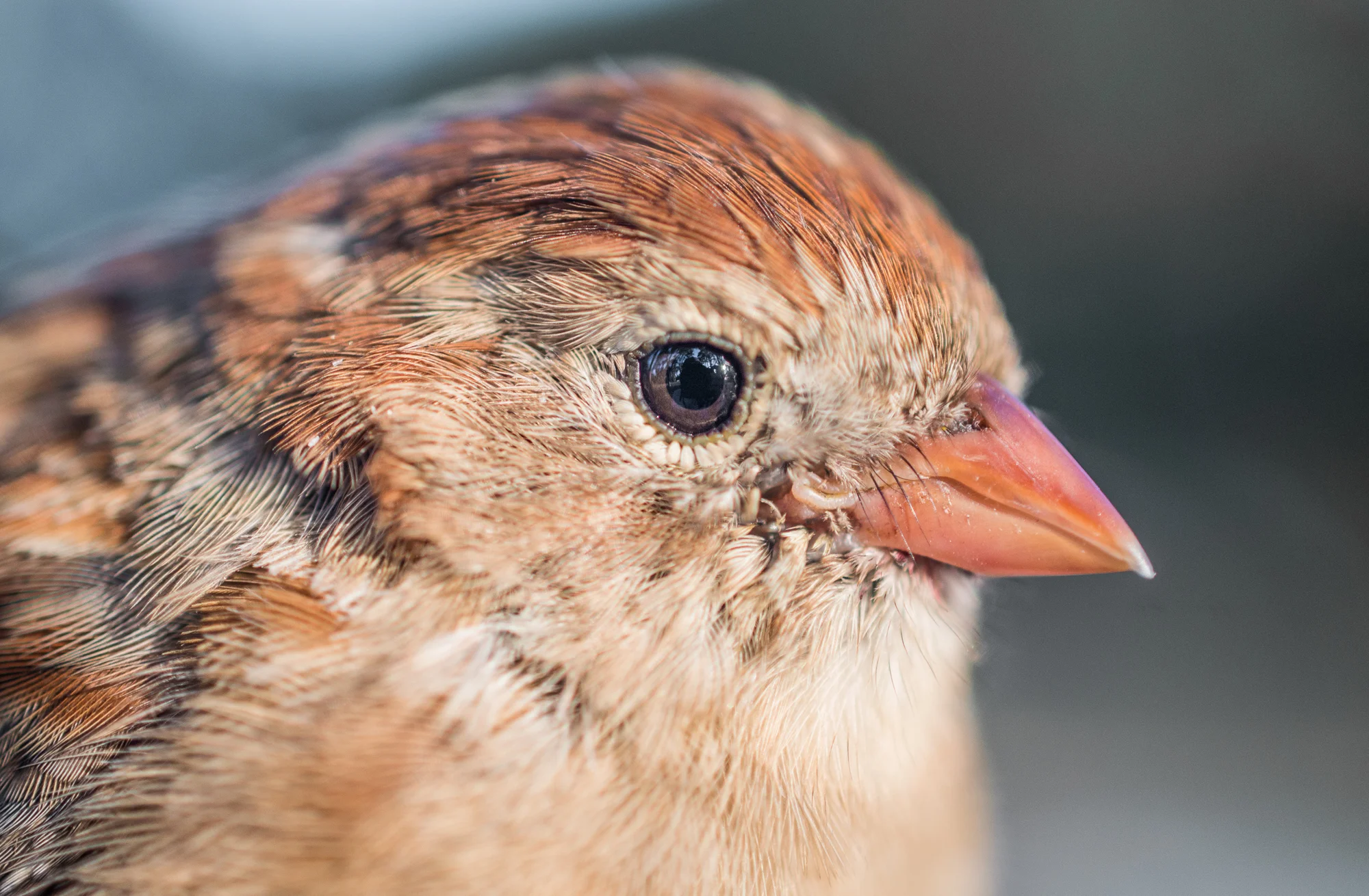Field Sparrow