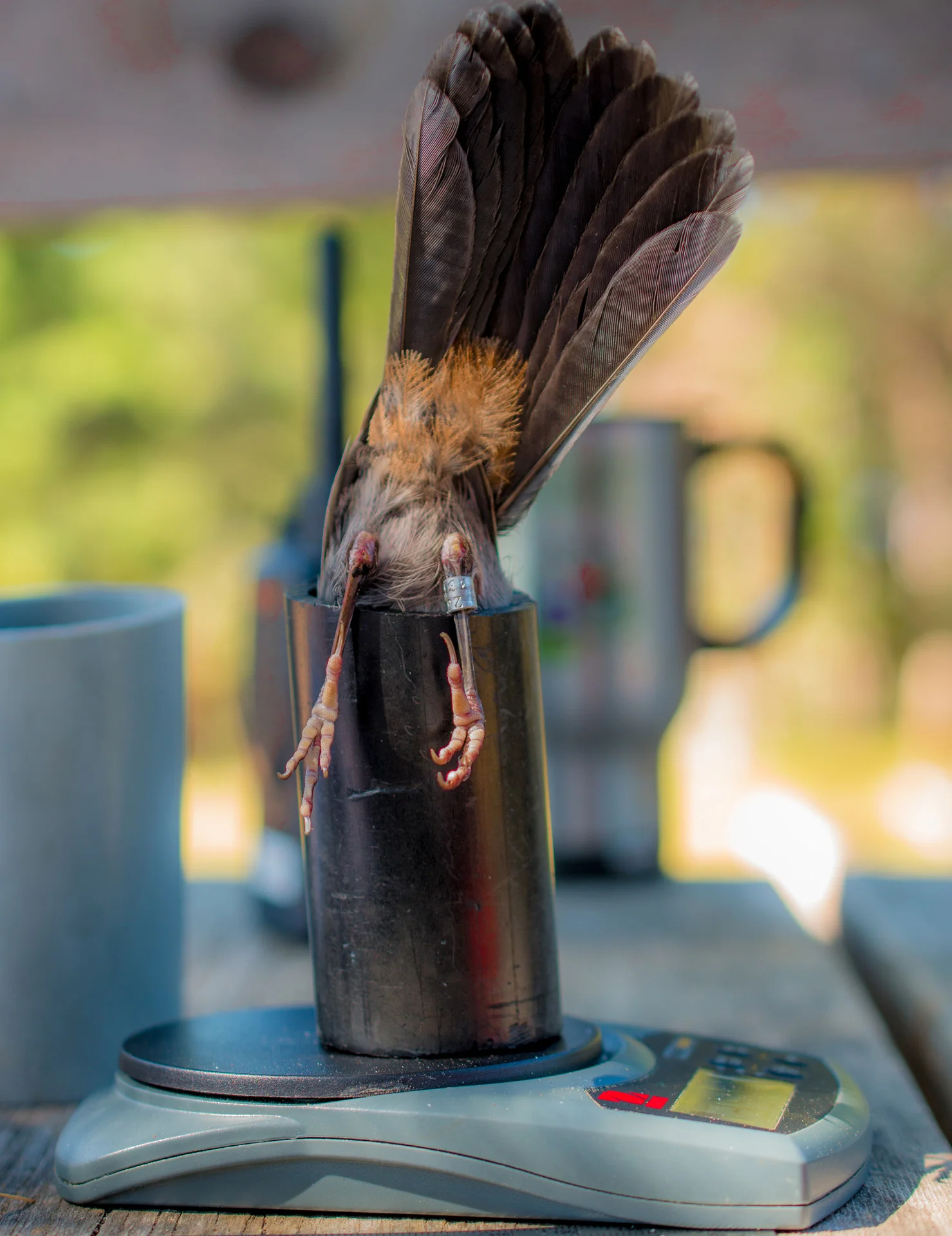 Gray Catbird