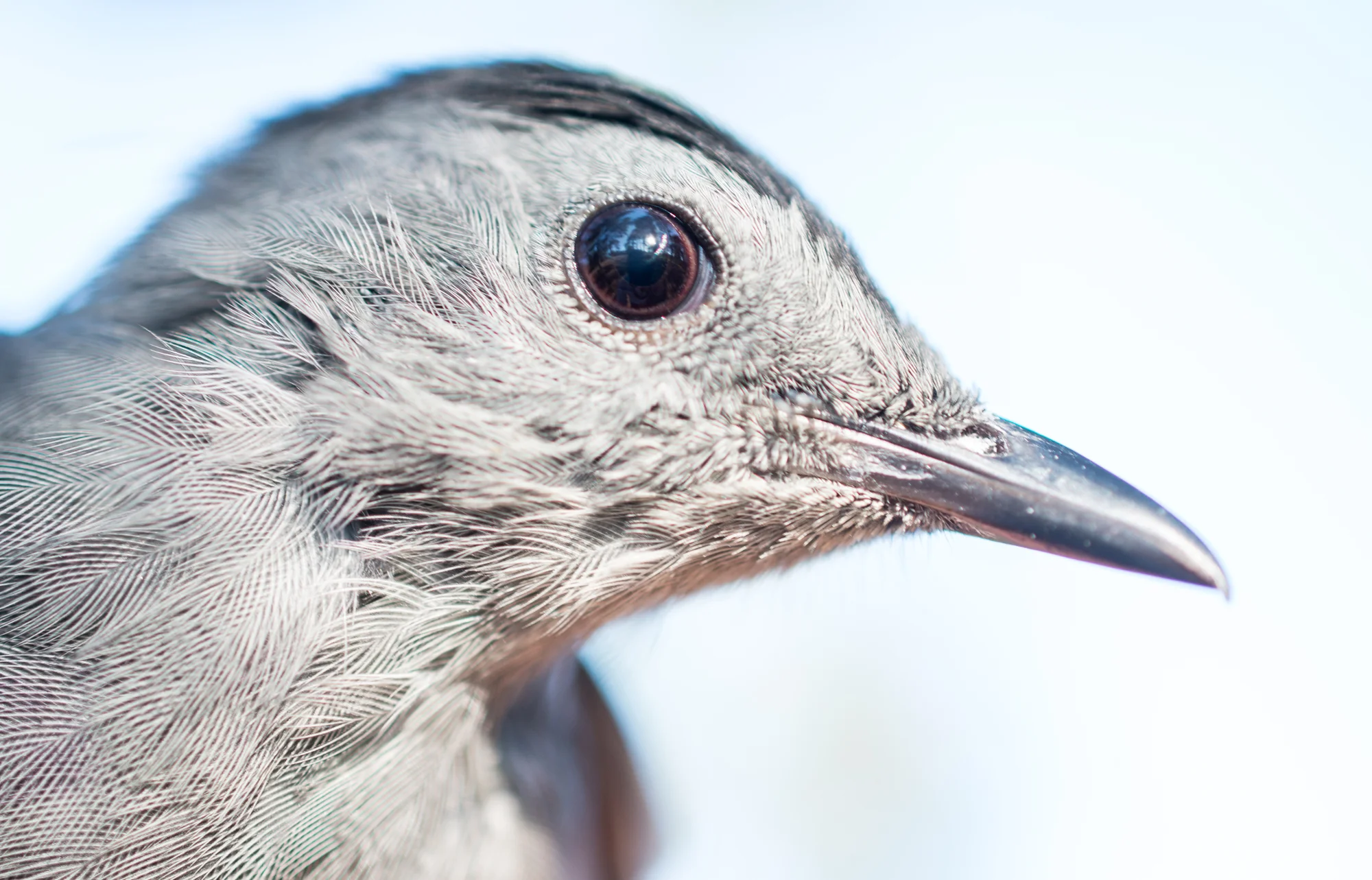 Gray Catbird