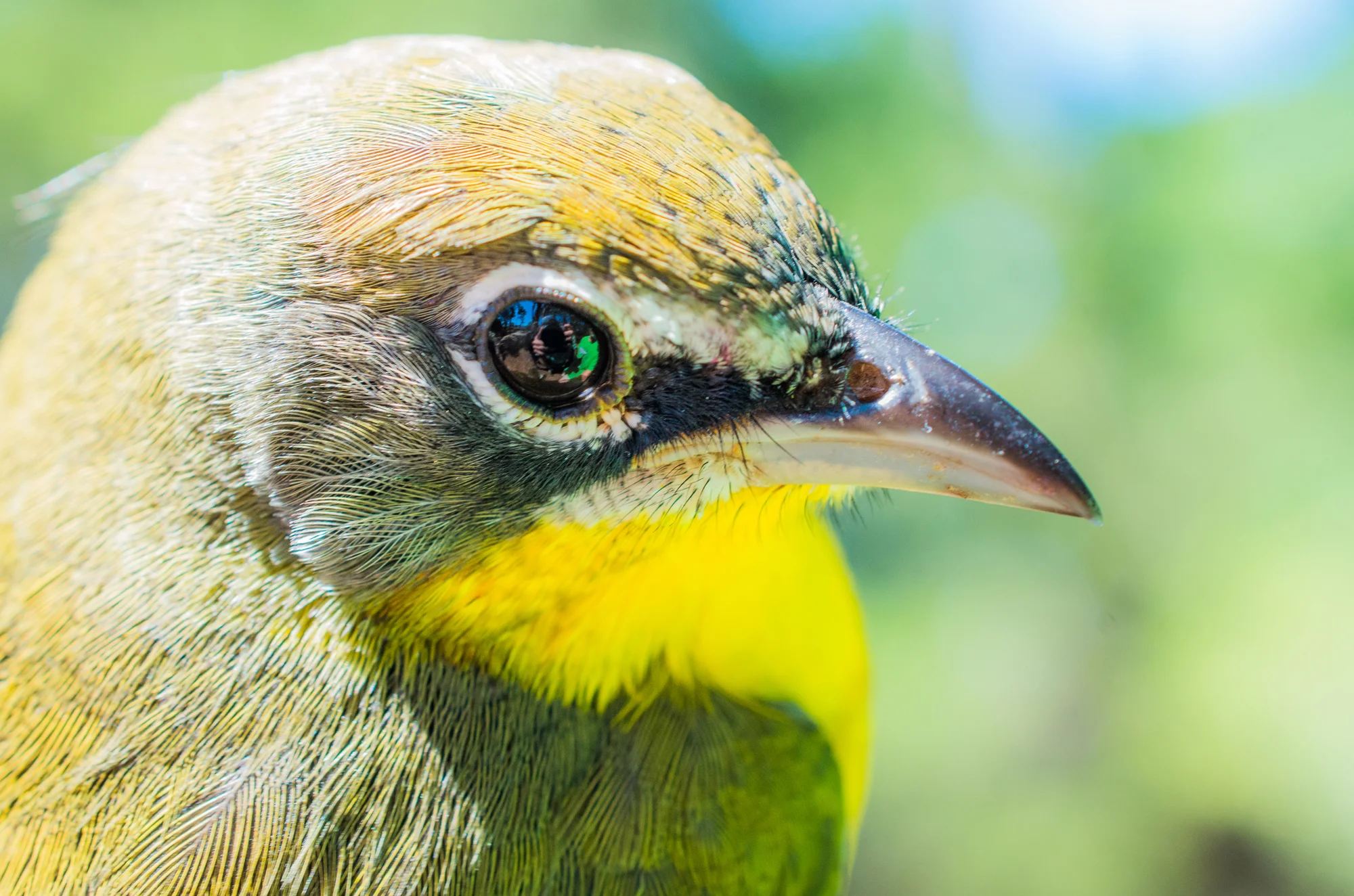 Yellow-breasted Chat