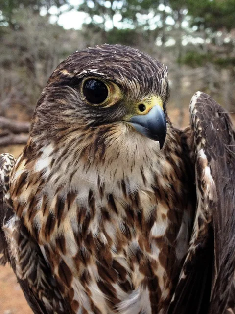 Merlin