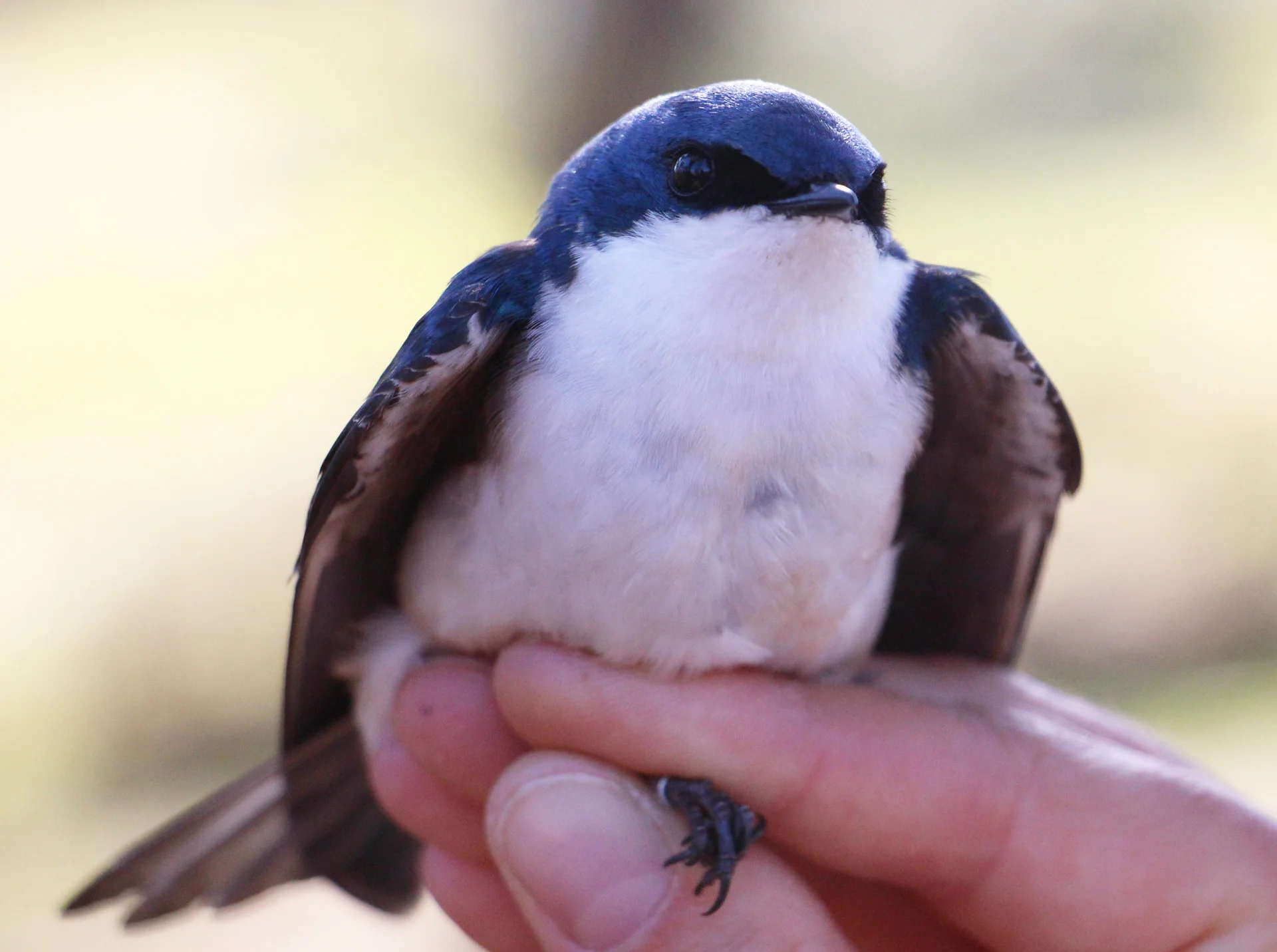 Tree Swallow