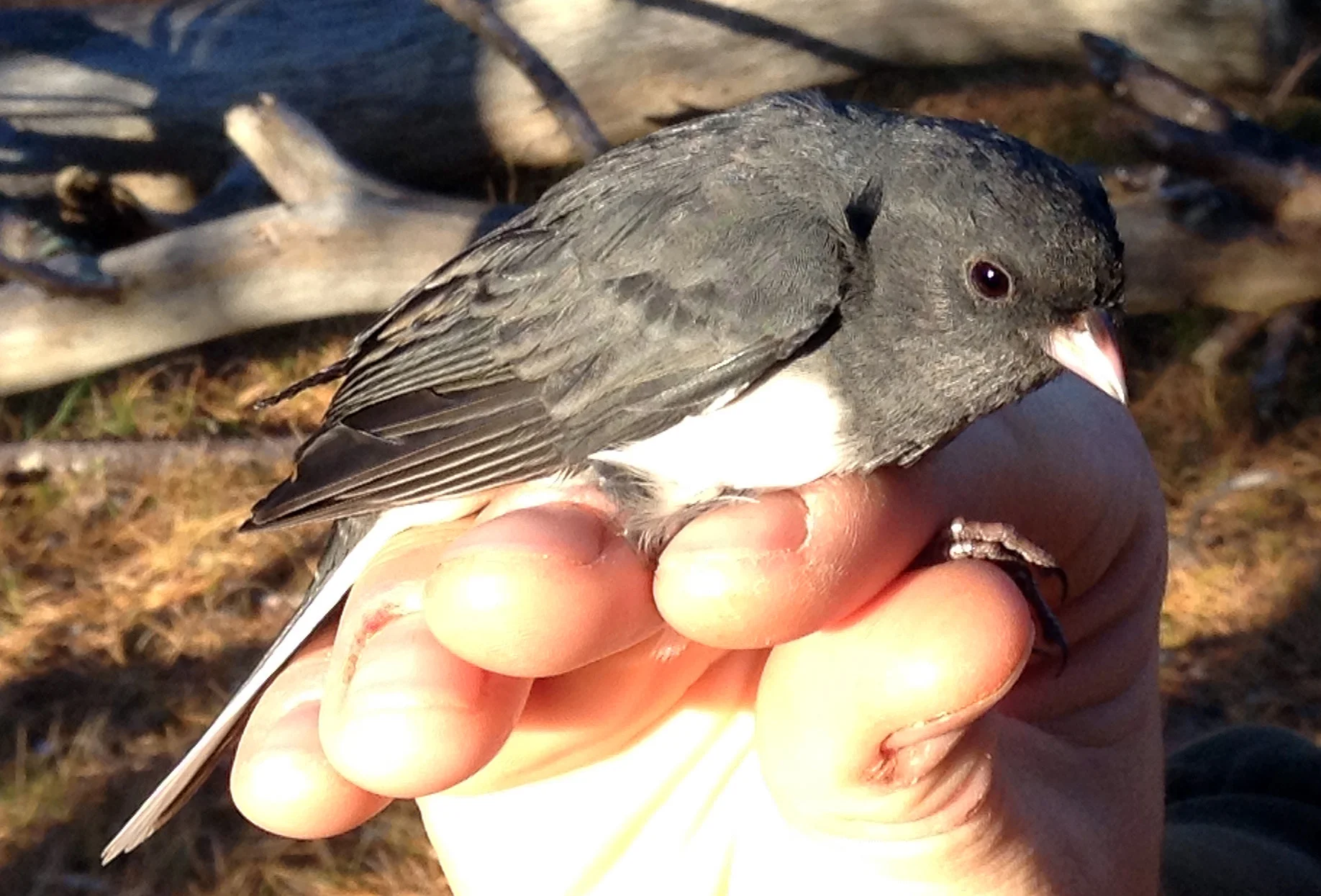 Slate-colored Junco