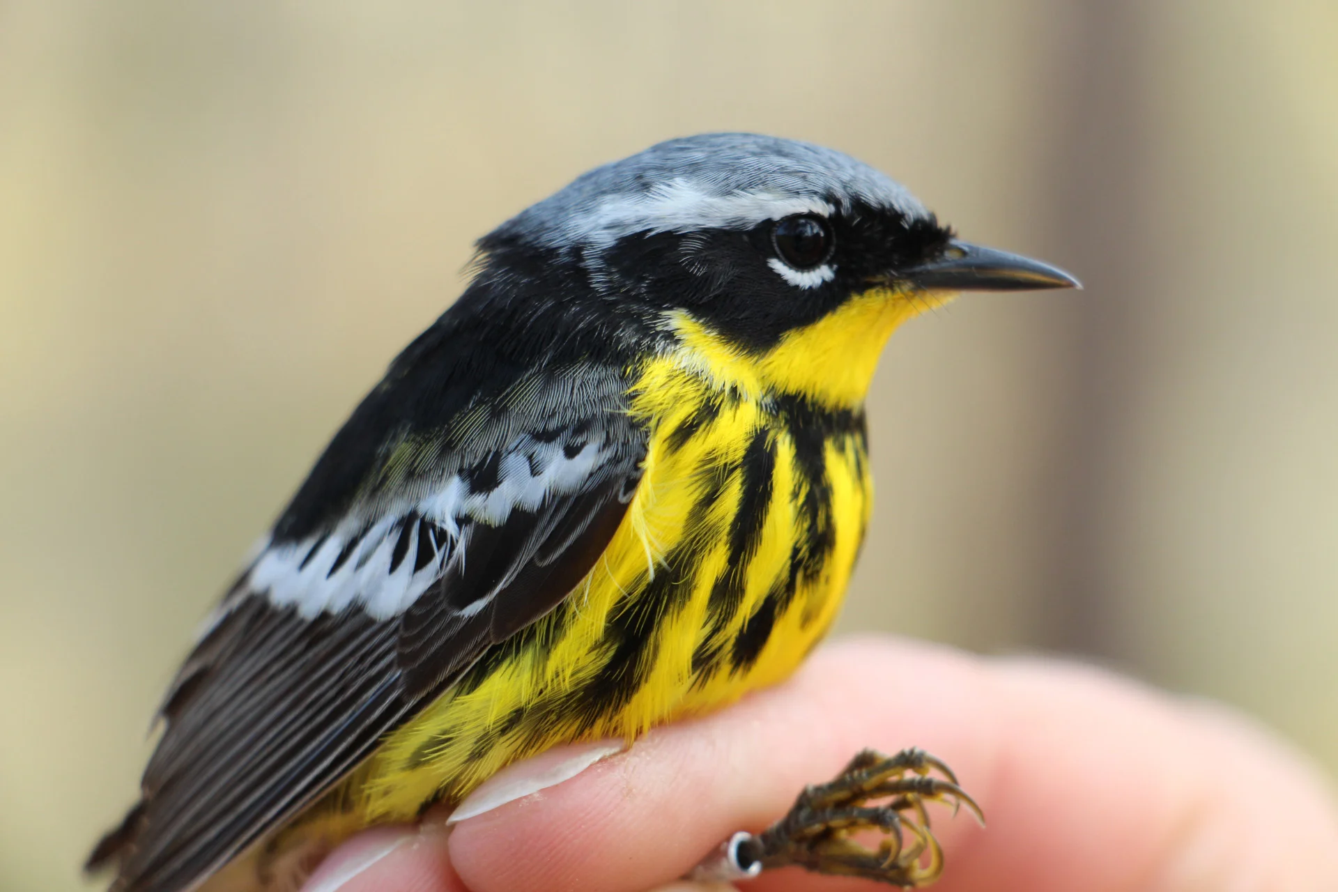 Magnolia Warbler