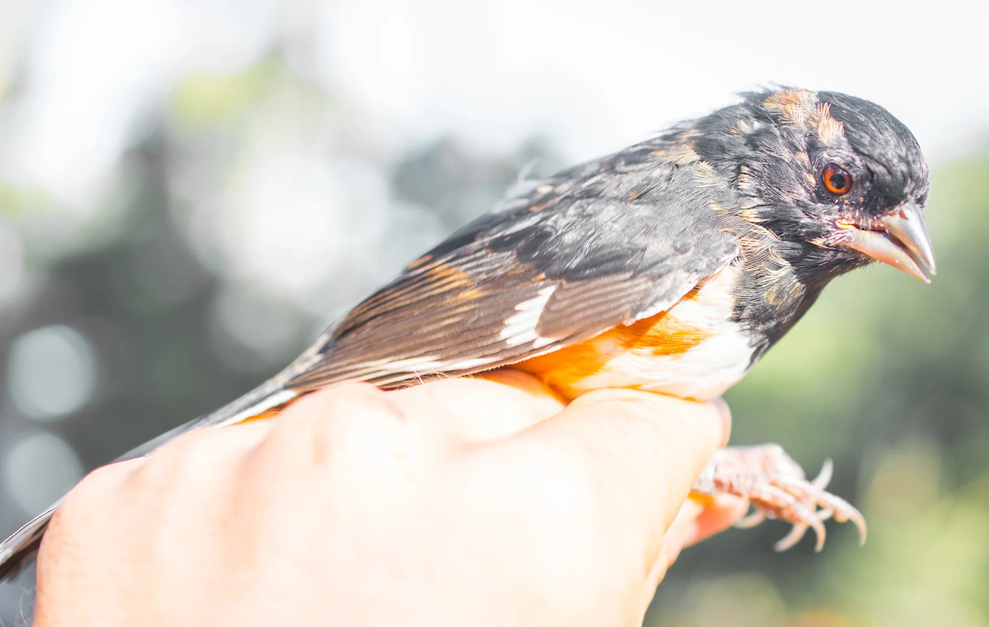 Eastern Towhee