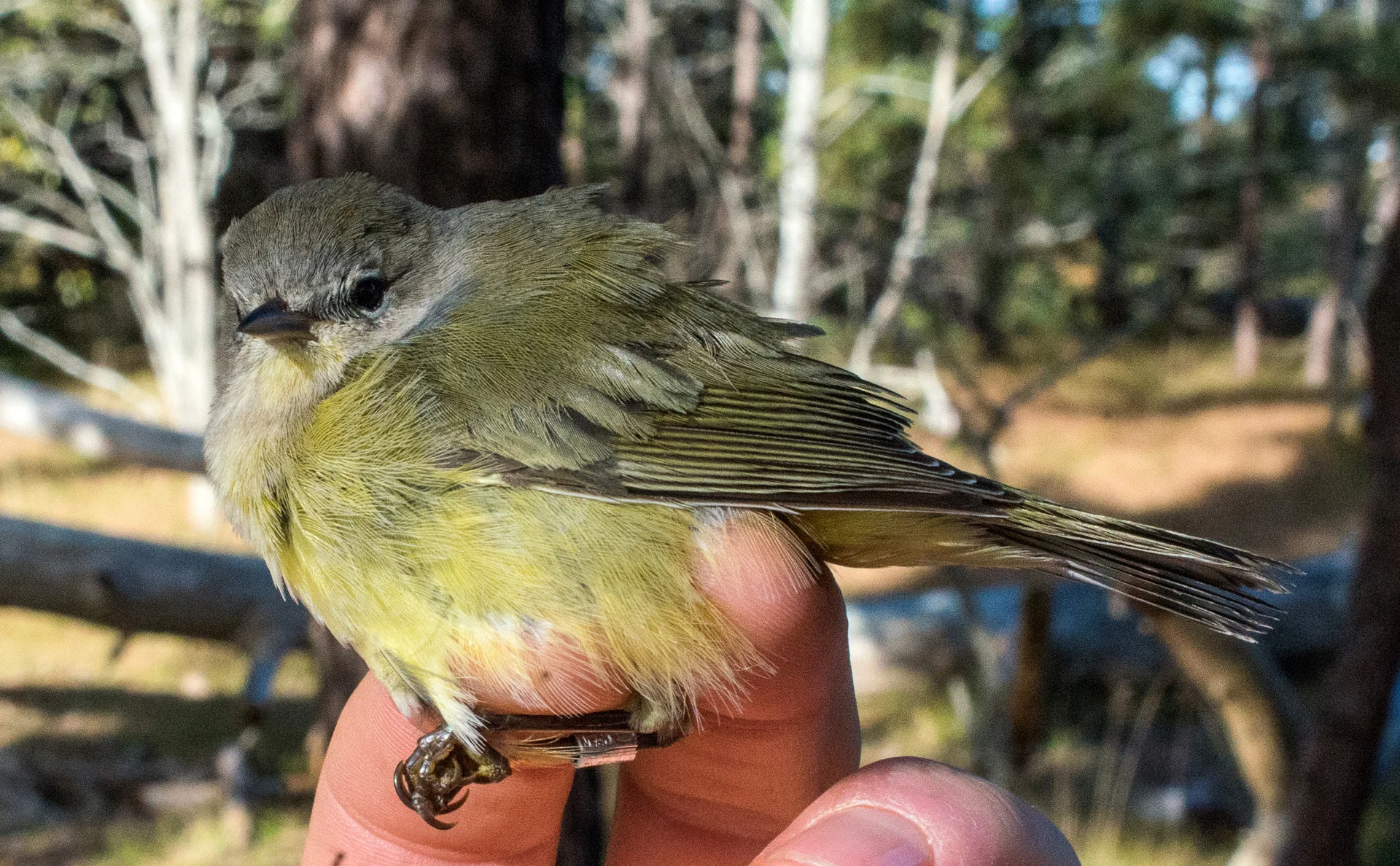 Orange-crowned Warbler