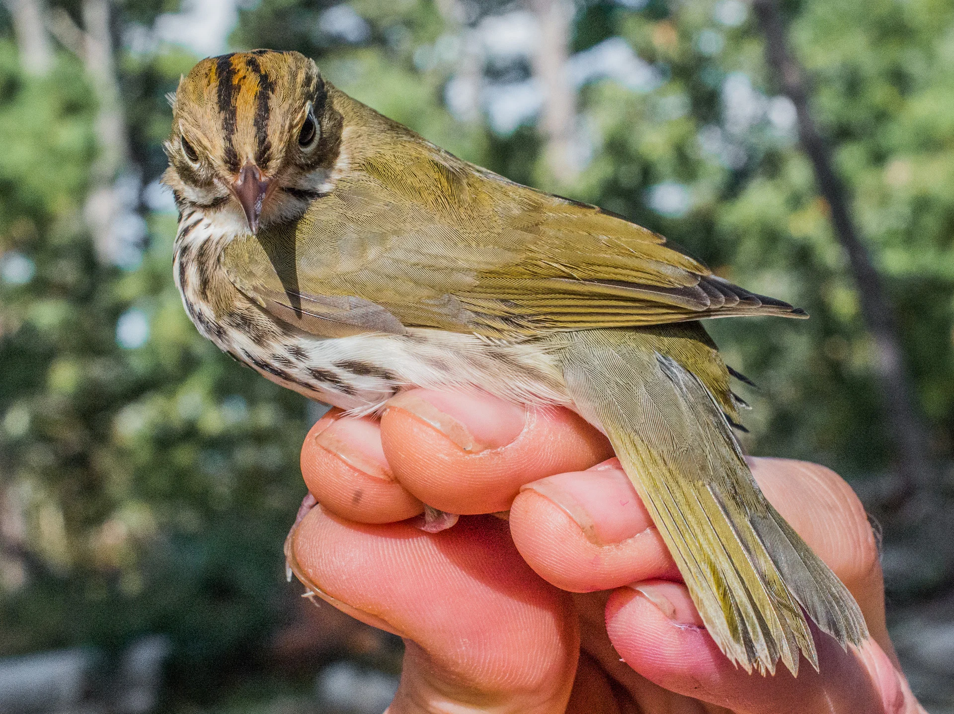 Ovenbird