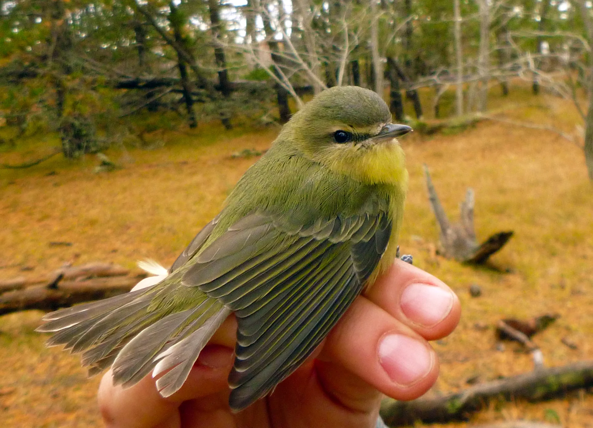 Philadelphia Vireo