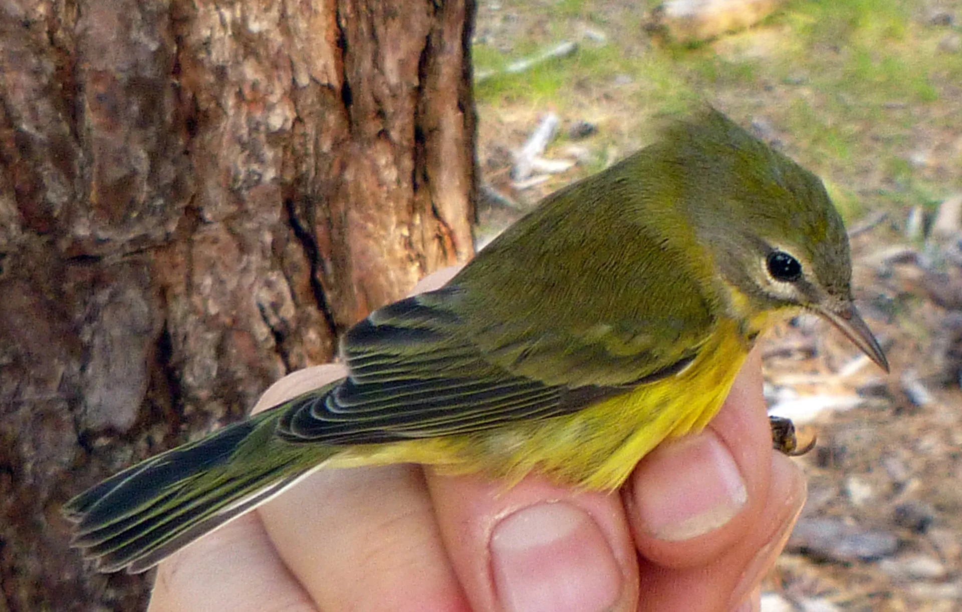 Prairie Warbler