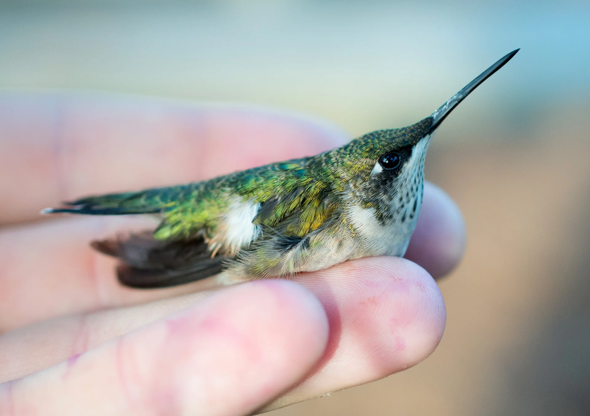 Ruby-throated Hummingbird
