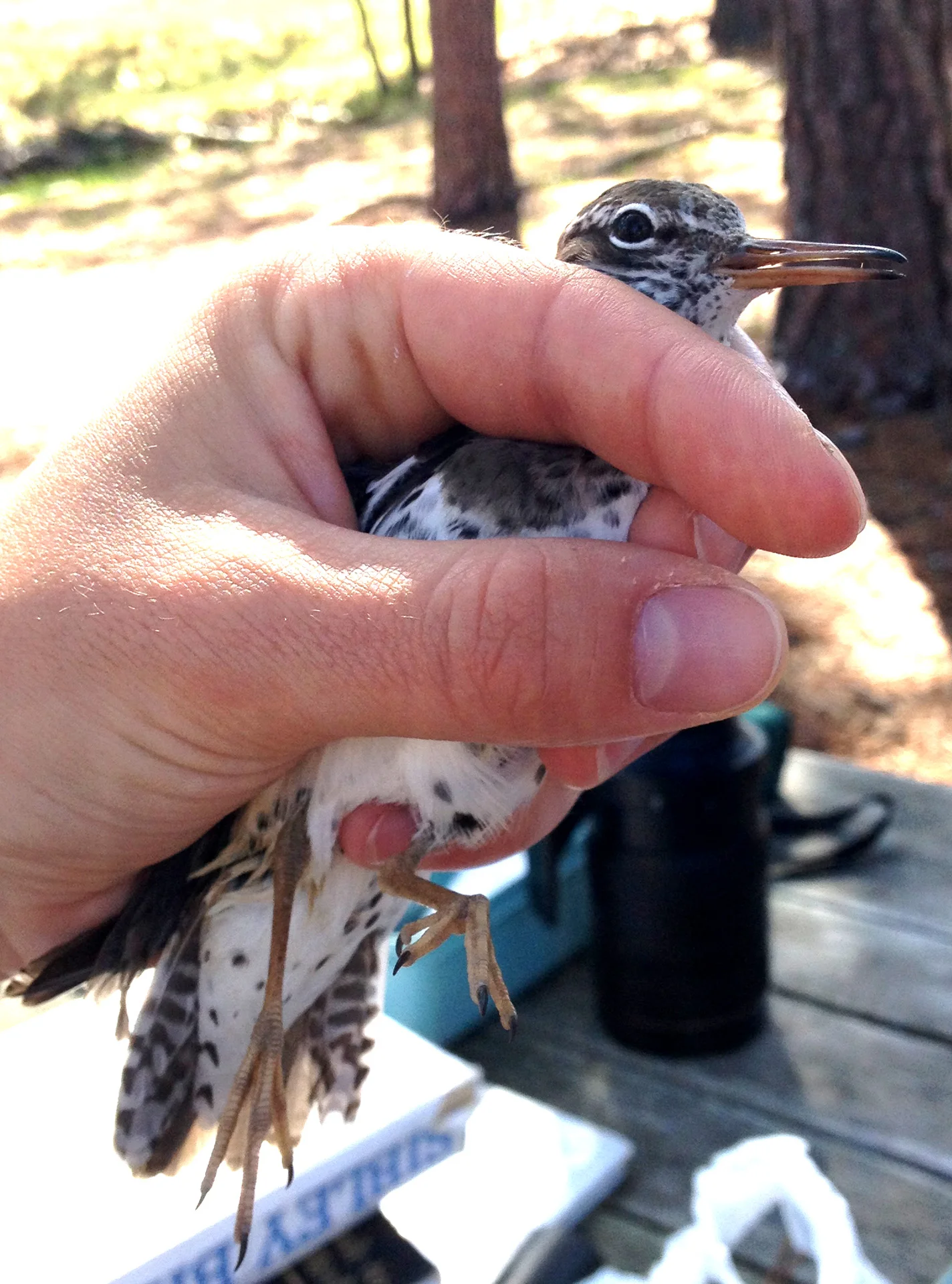Spotted Sandpiper