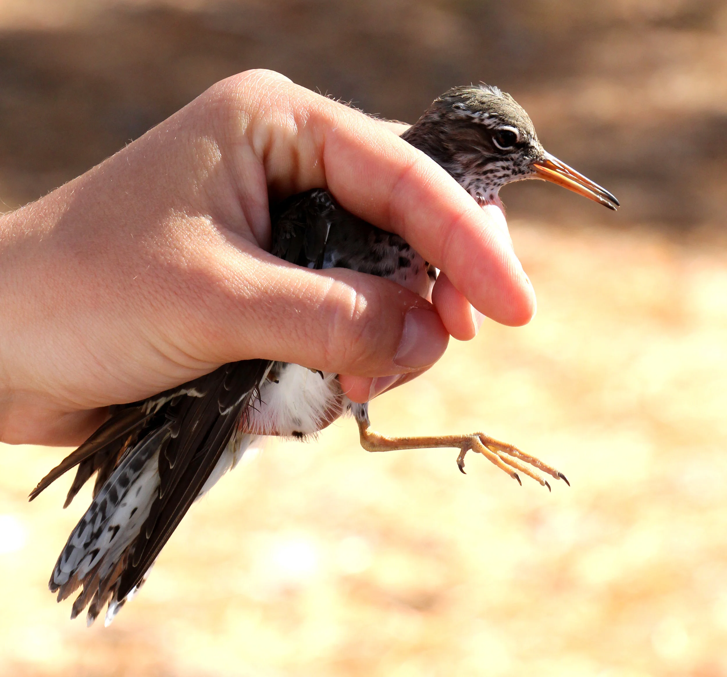 Spotted Sandpiper