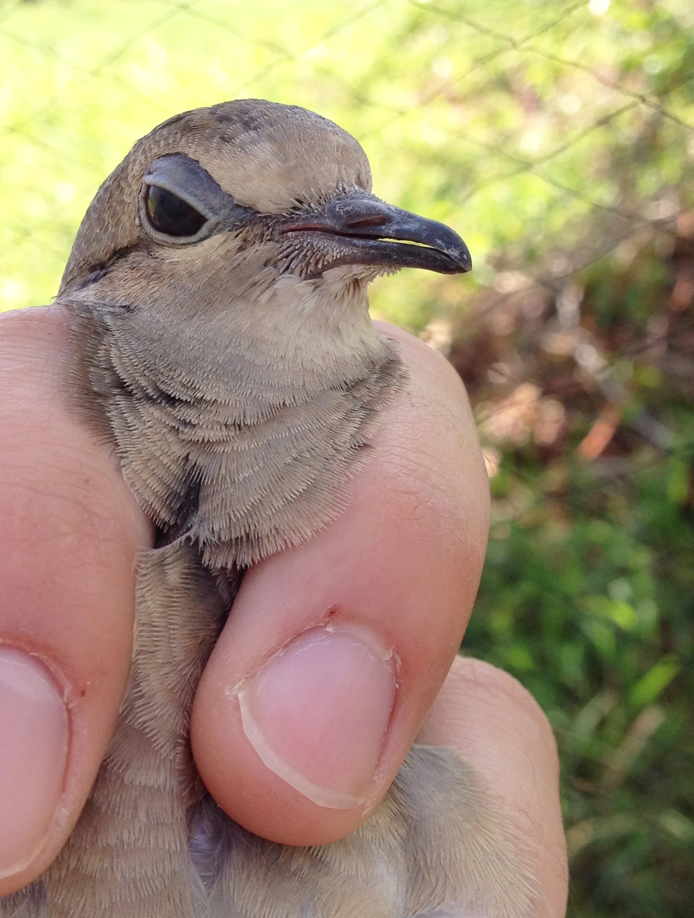Mourning Dove