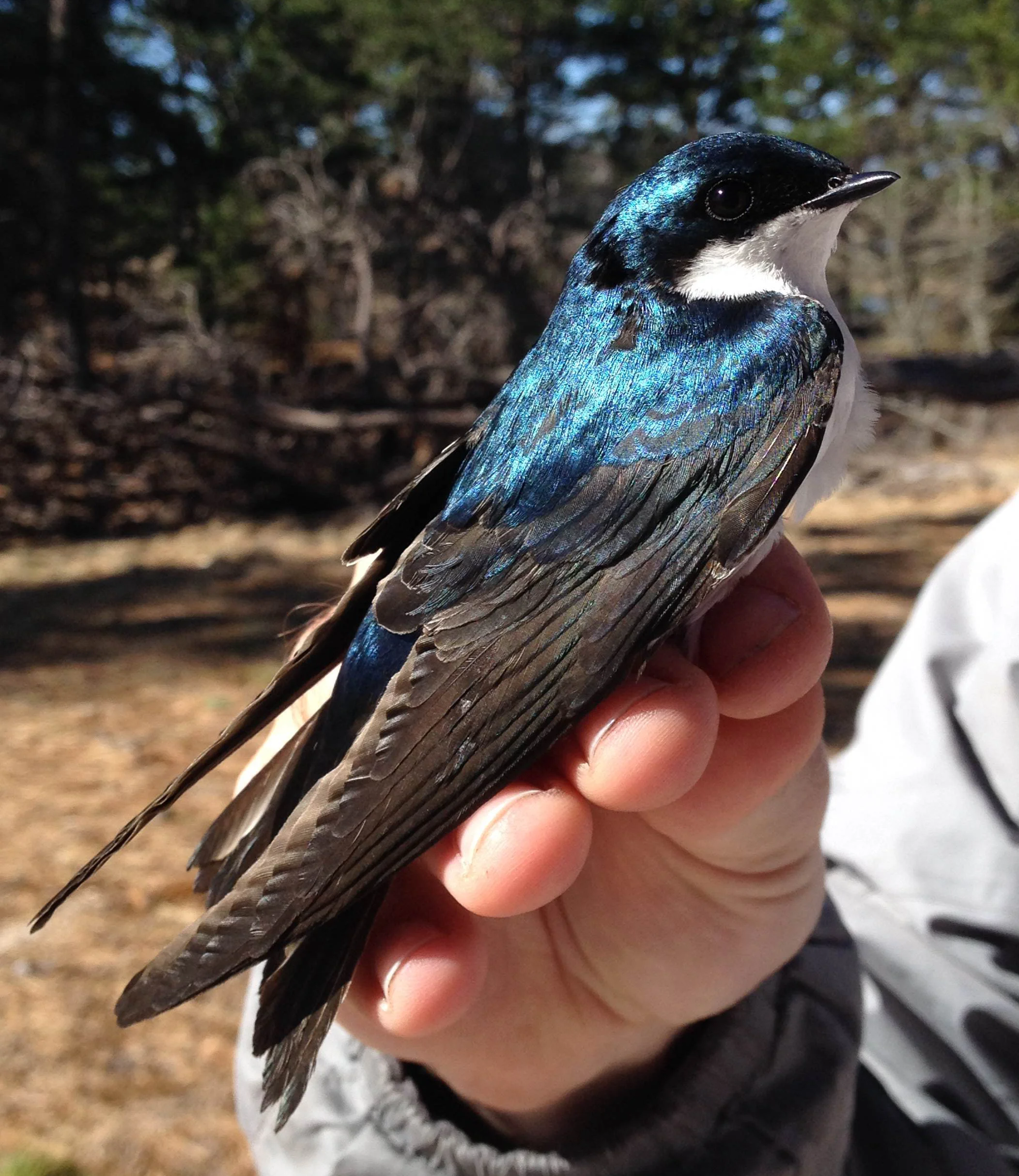 Tree Swallow