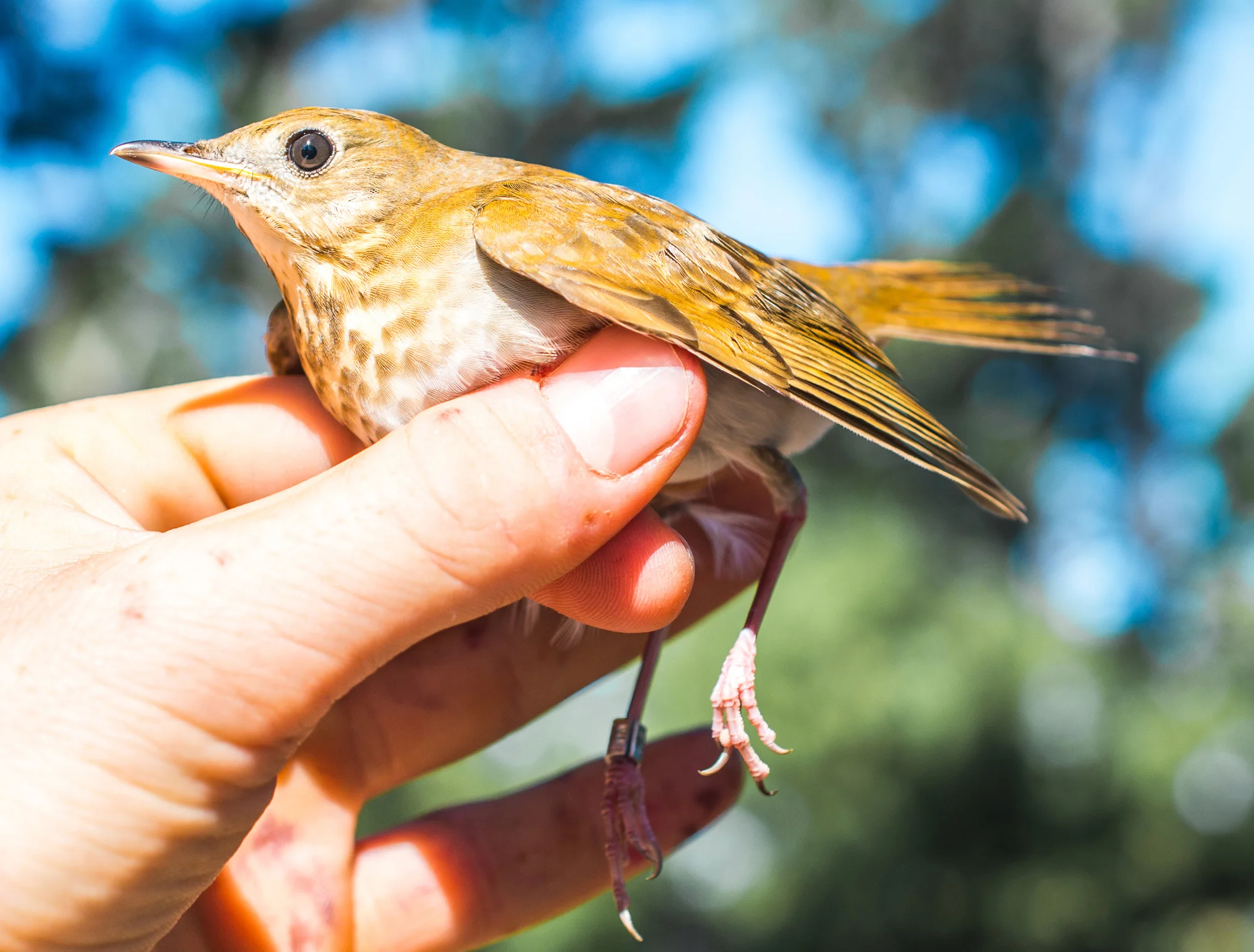 Veery