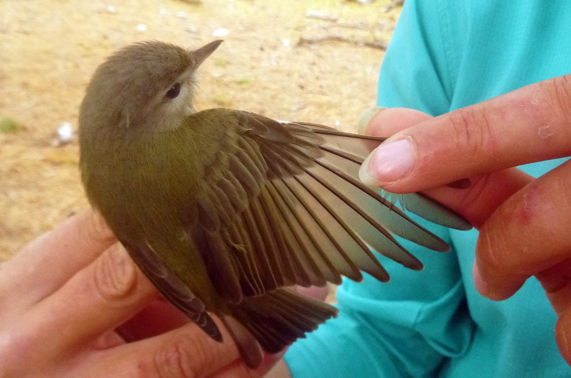 Warbling Vireo