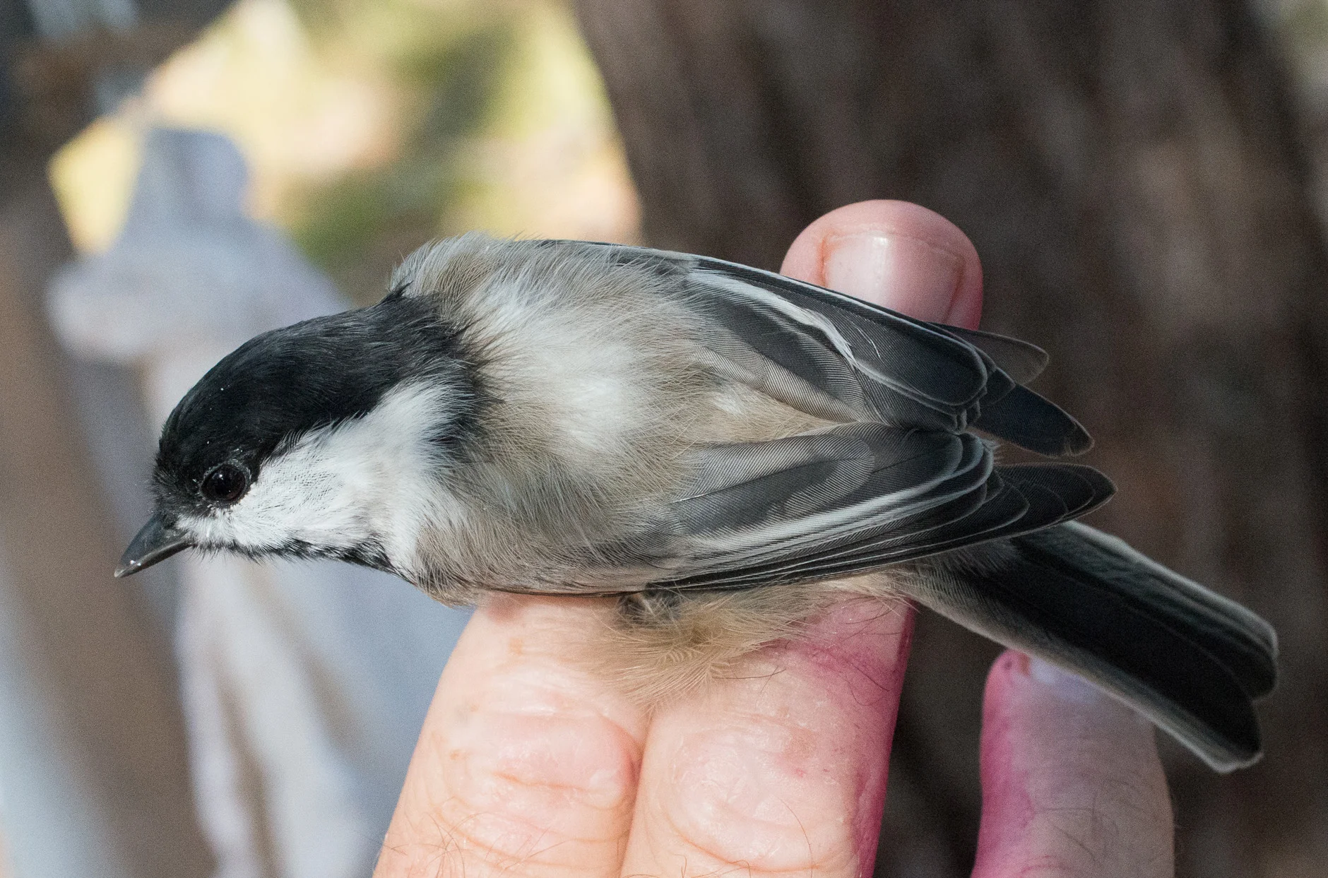 Black-capped Chickadee