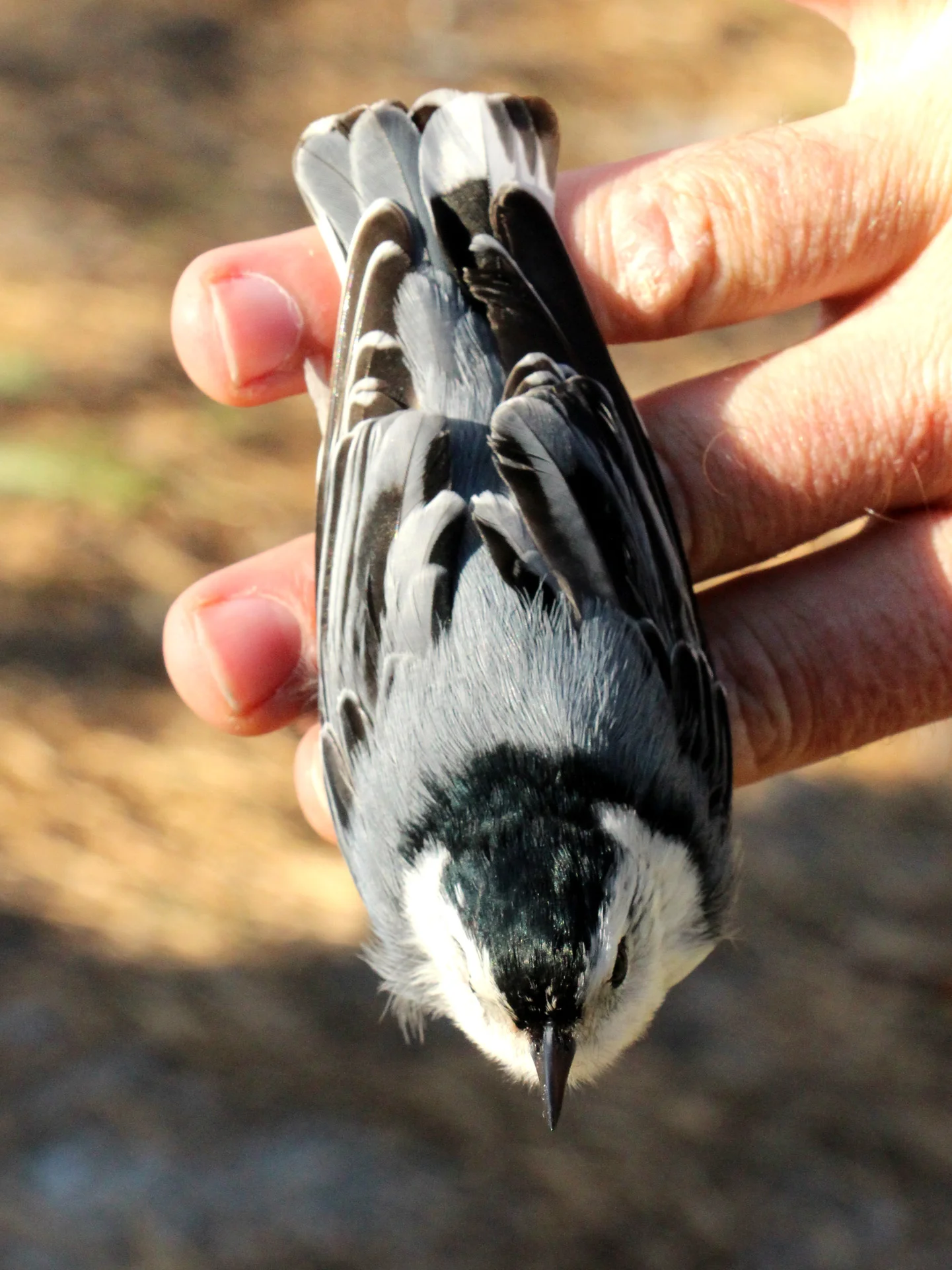 White-breasted Nuthatch