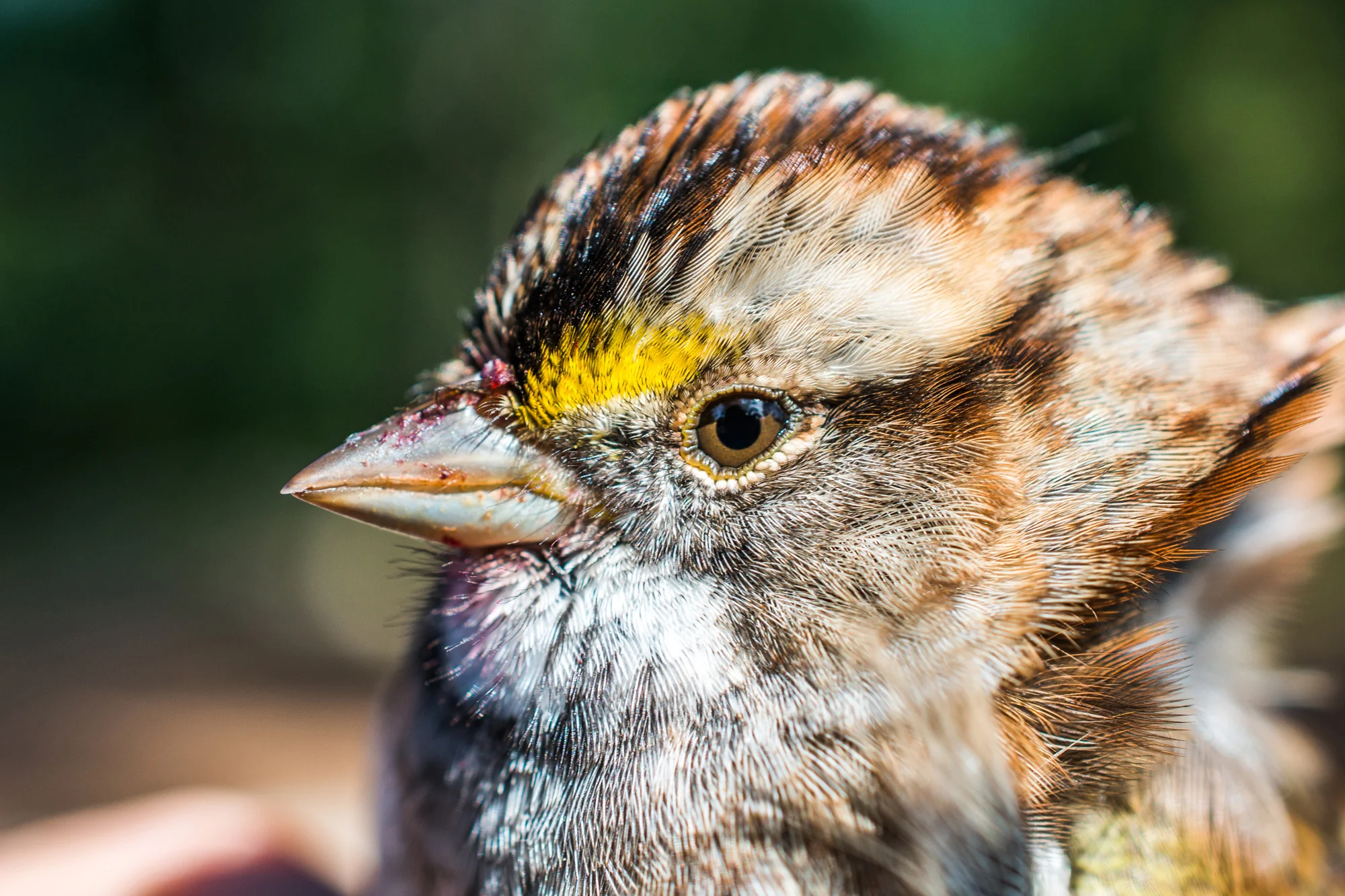 White-throated Sparrow