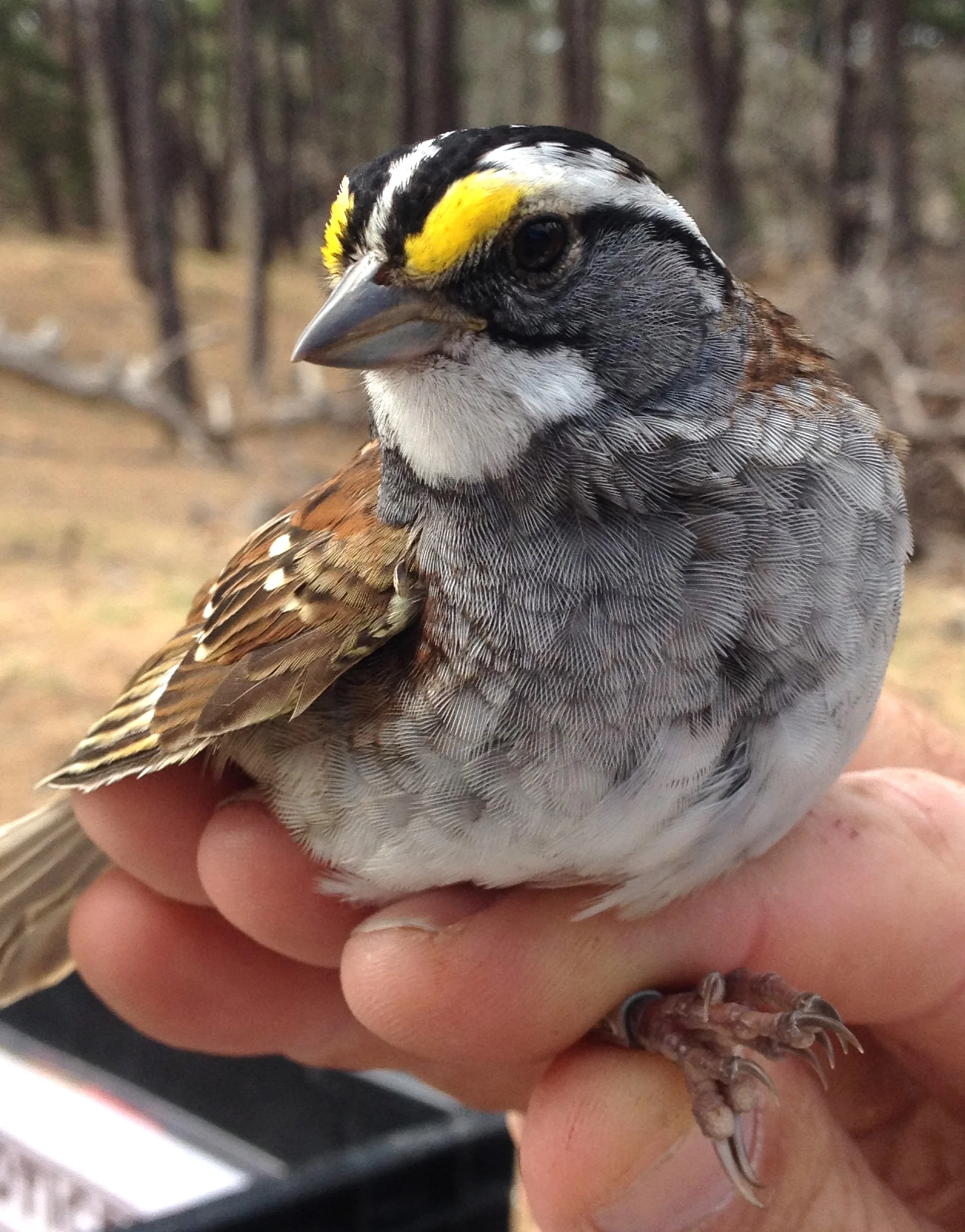 White-throated Sparrow