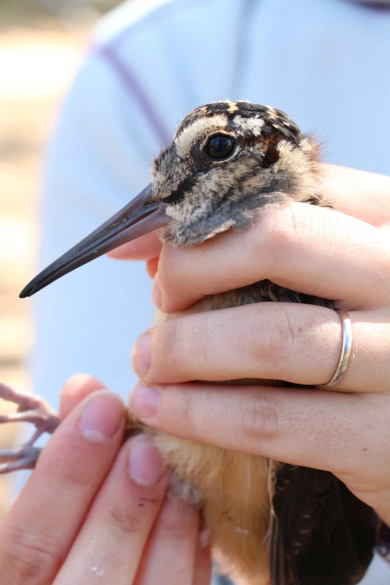 American Woodcock