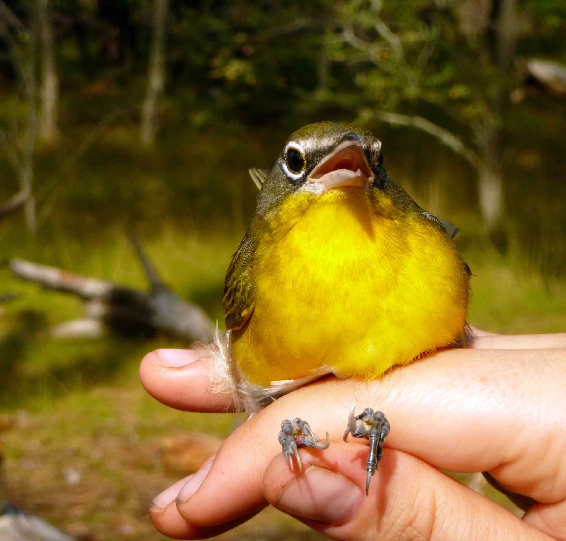 Yellow-breasted Chat