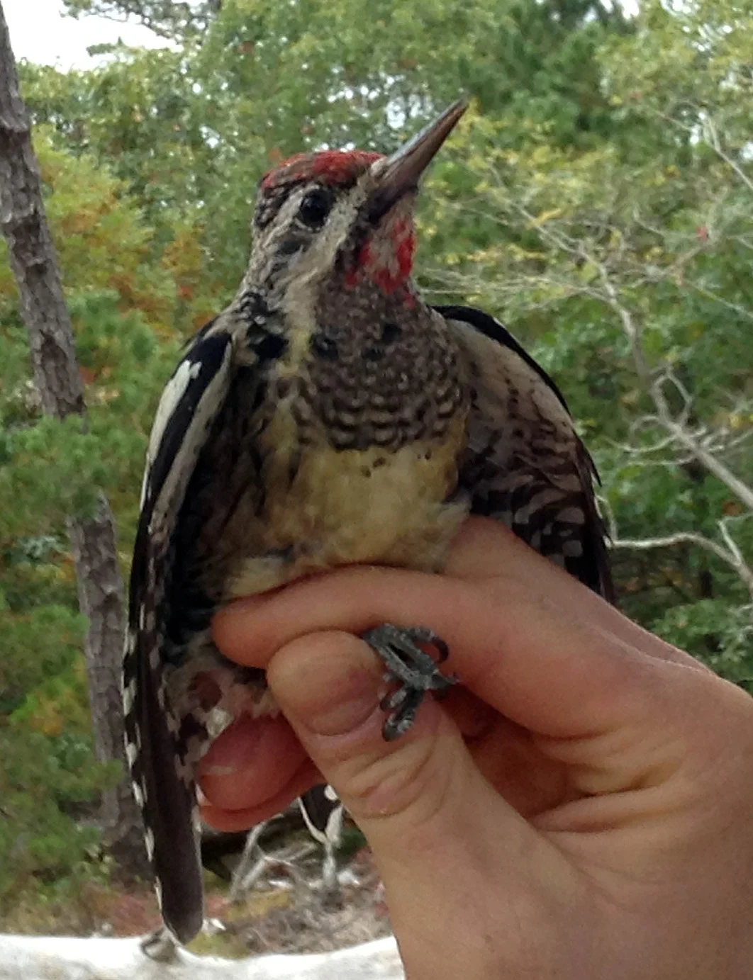 Yellow-bellied Sapsucker