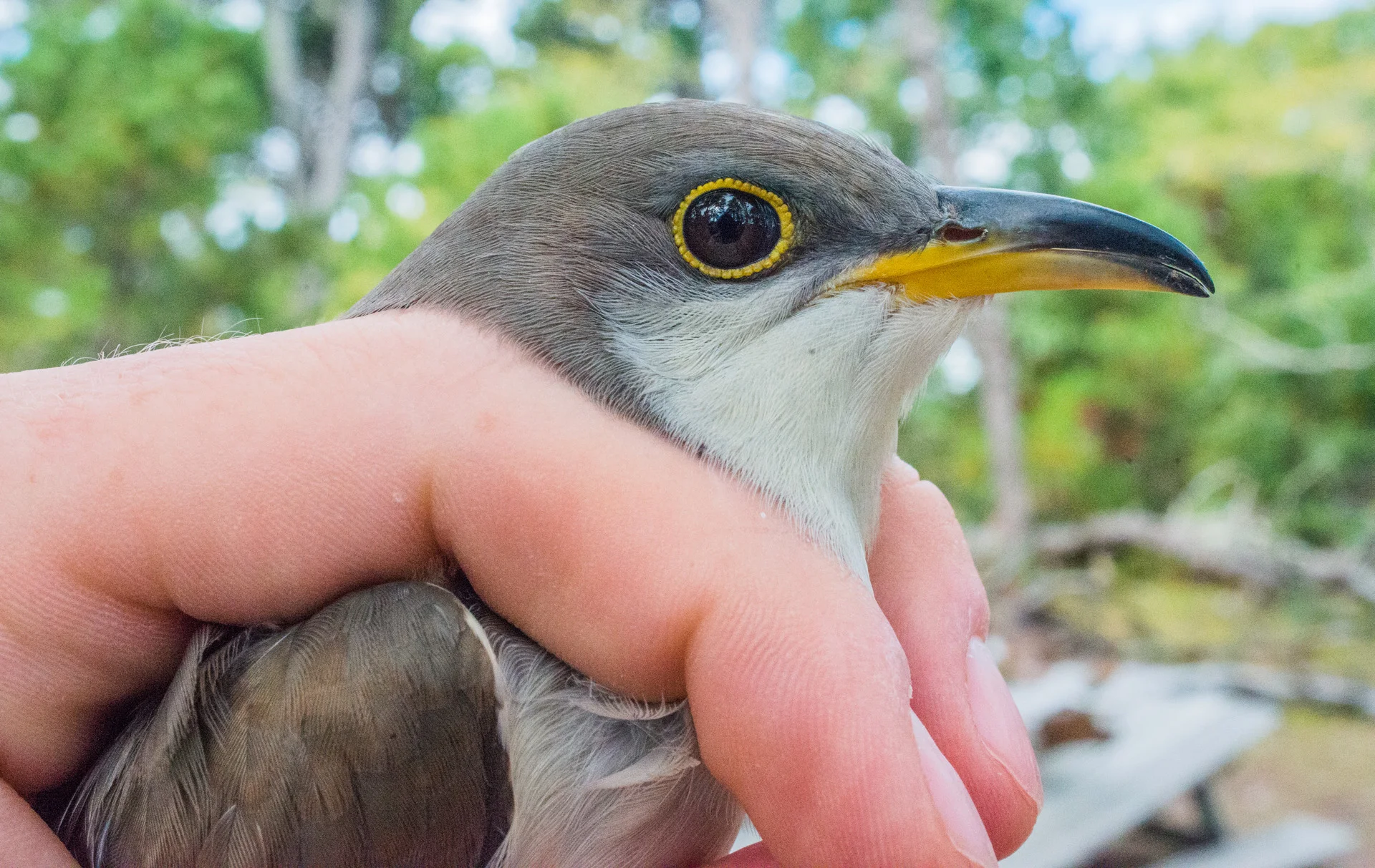 Yellow-billed Cuckoo