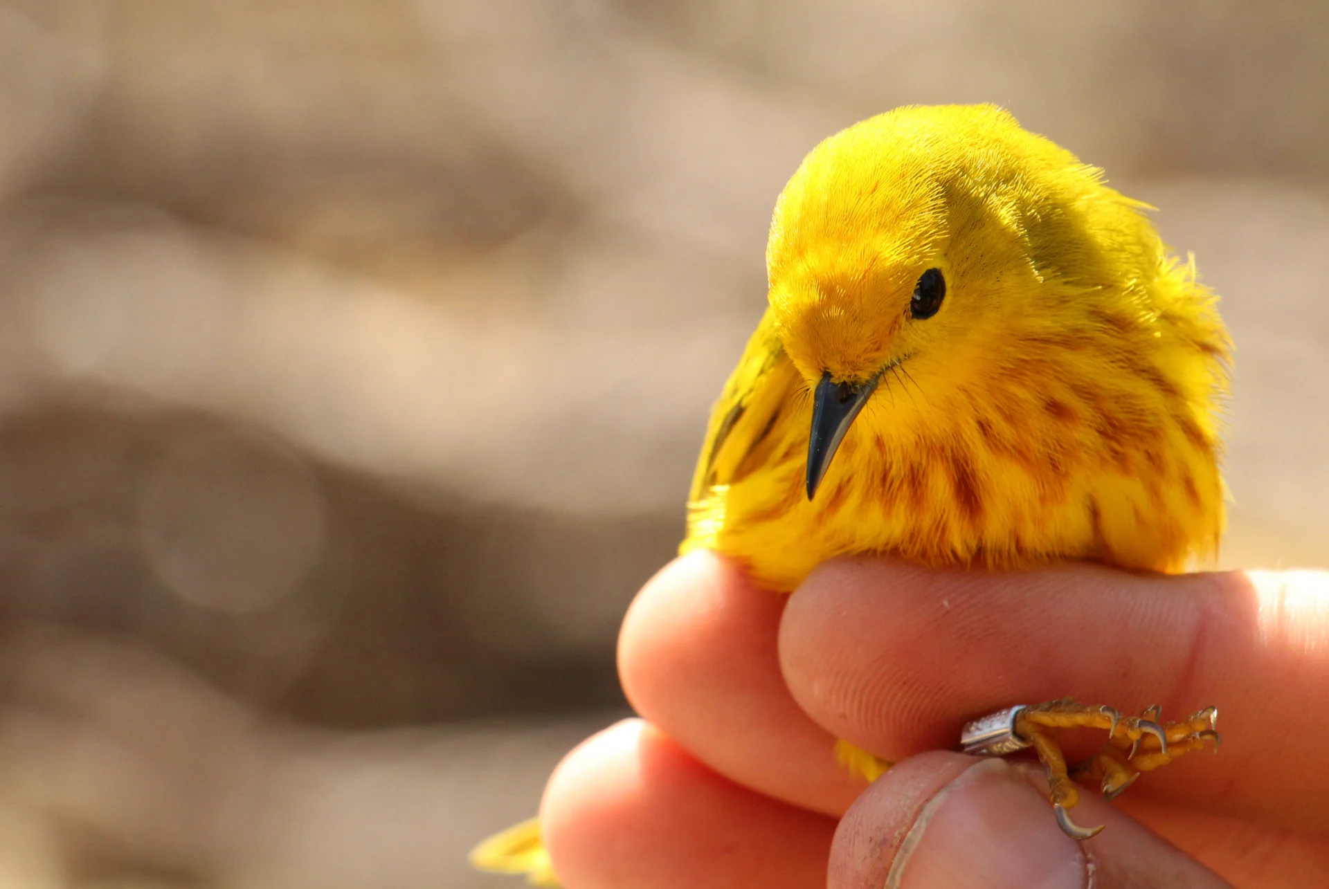 Yellow Warbler