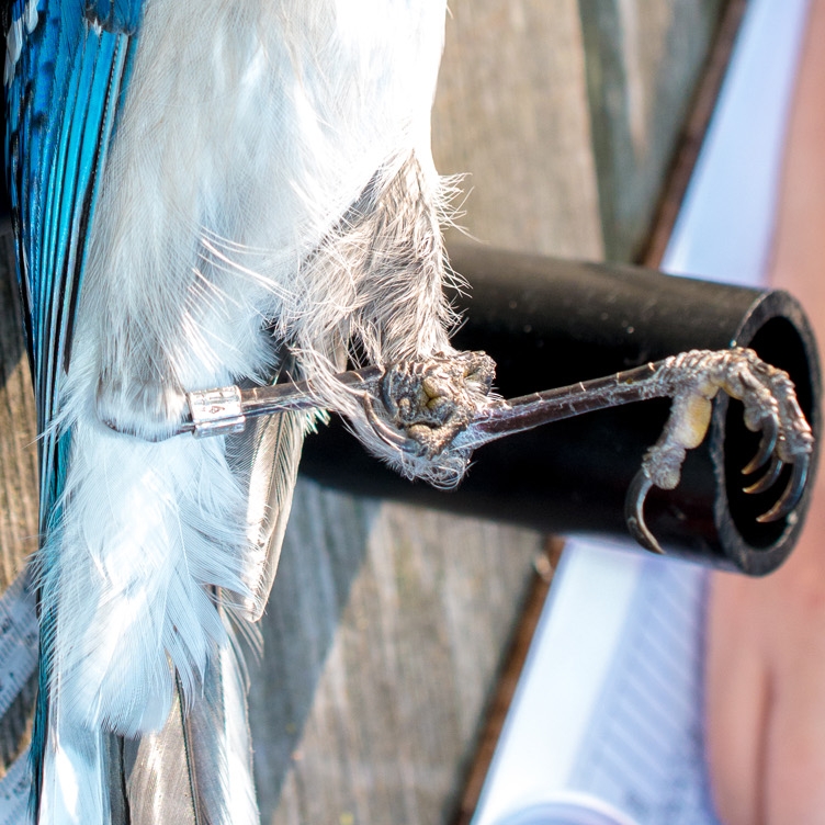 Blue Jay being weighed.jpg