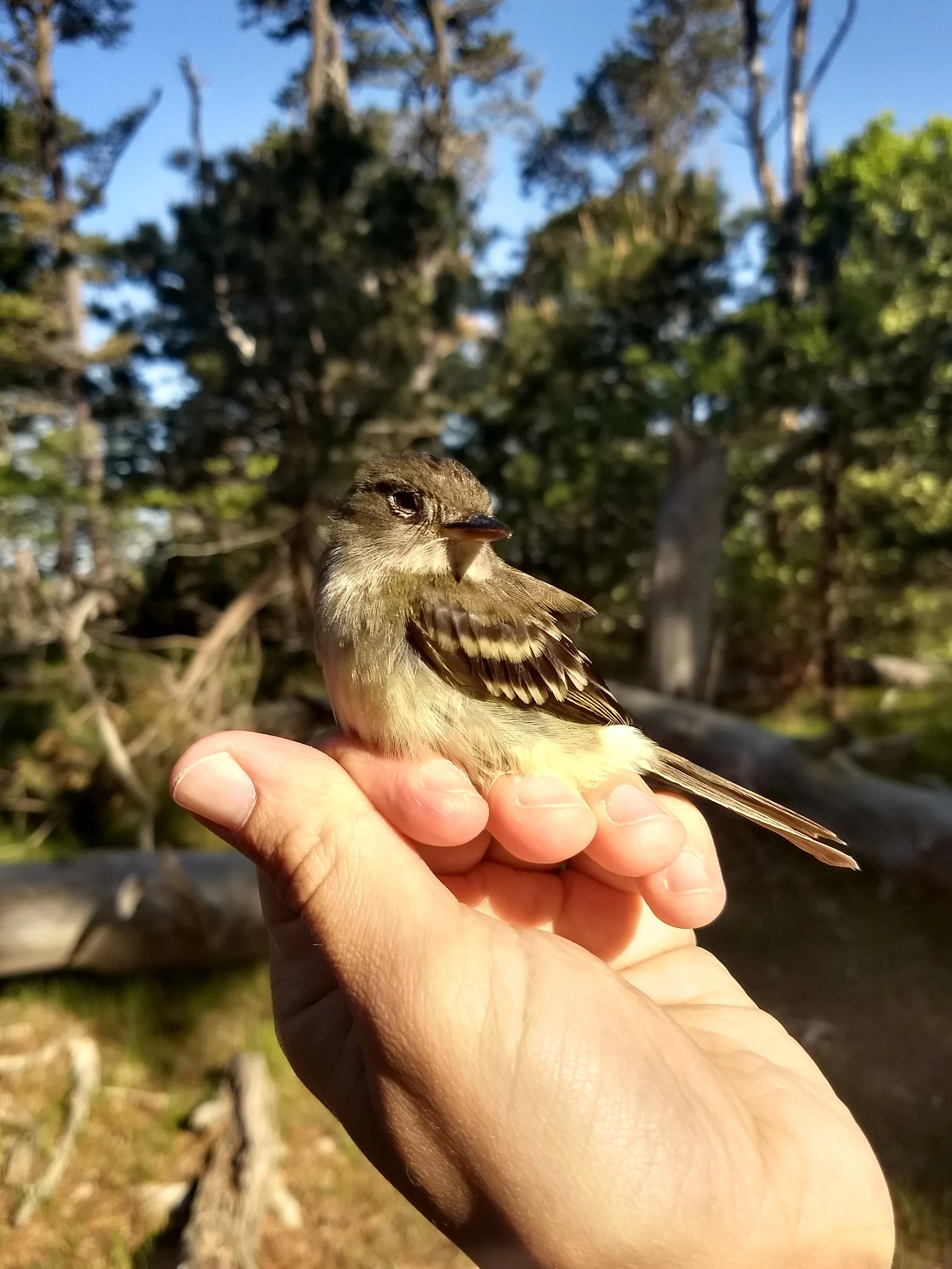 Willow Flycatcher