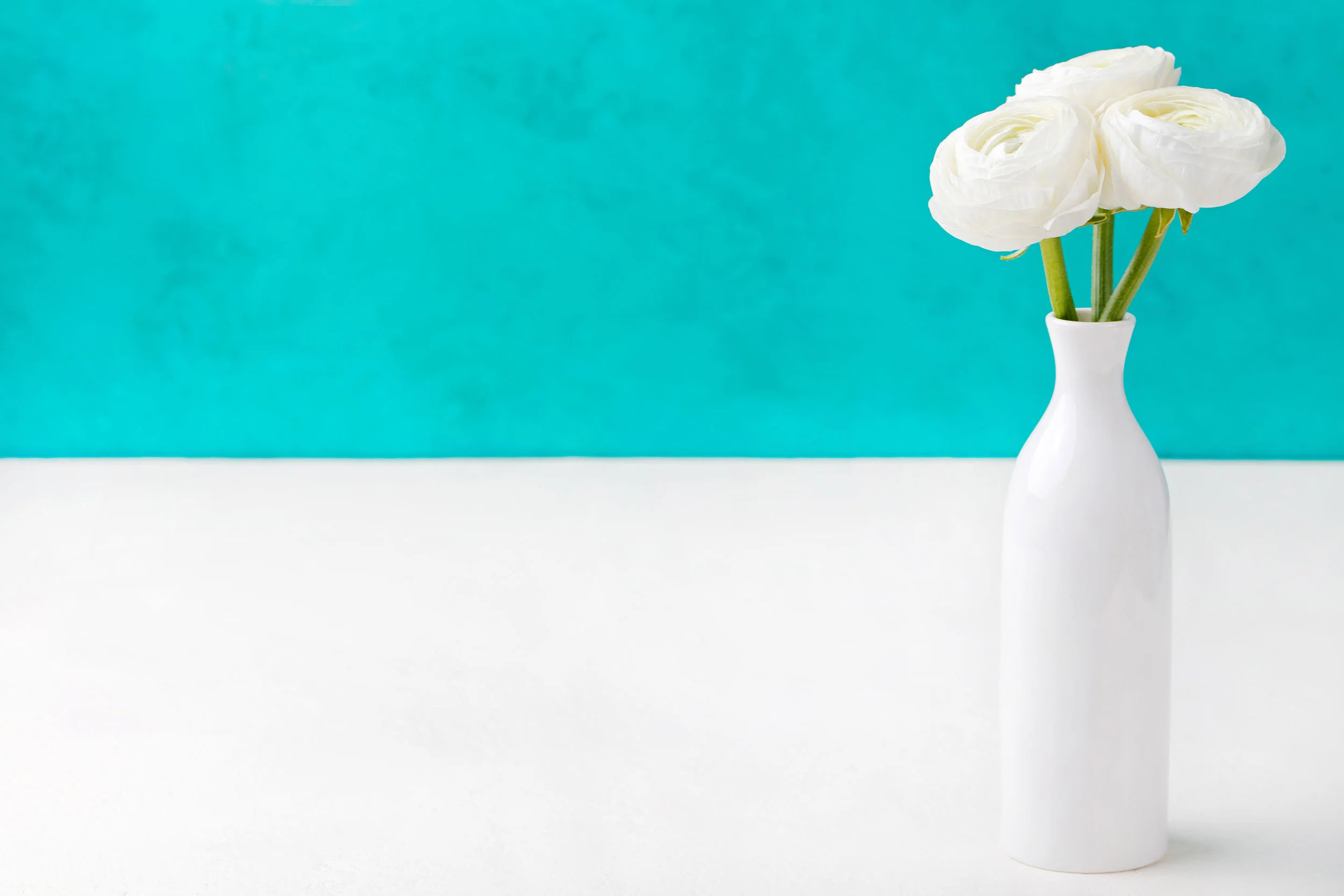 white-ranunculus-flowers-in-a-ceramic-vase-P47U6HN.jpg