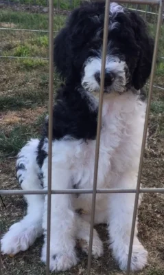 Puppy.jpg