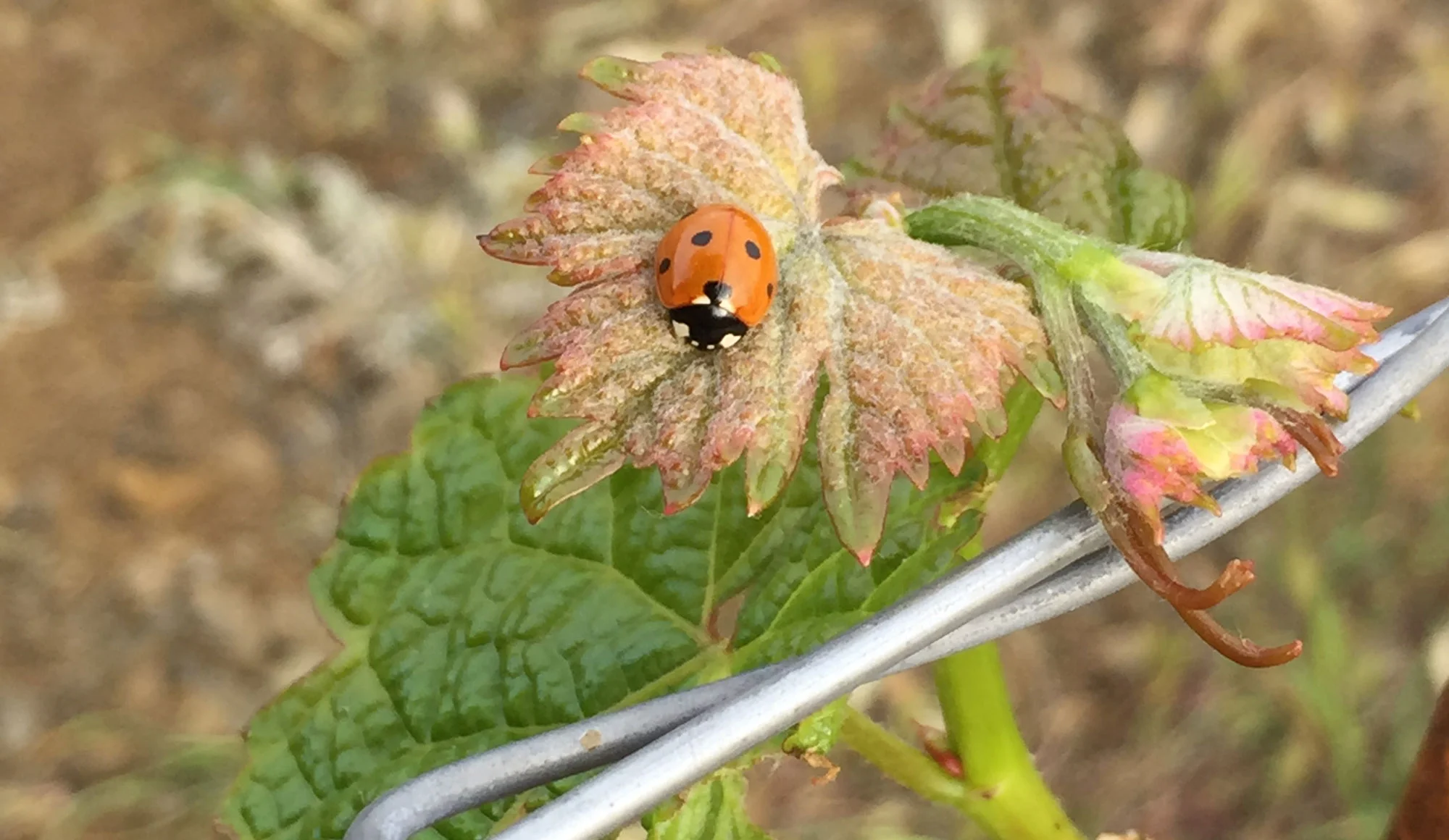 Ladybug.jpg