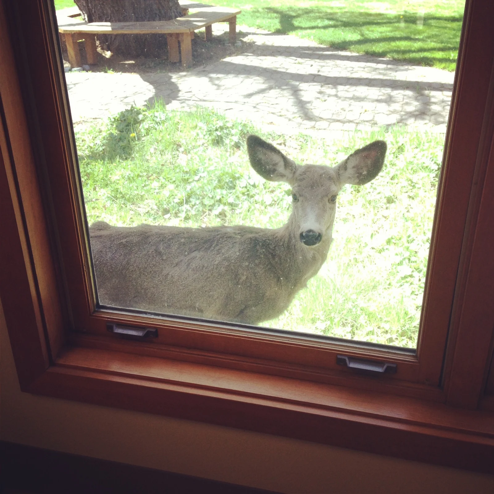 Oh, deer: a lesson of circumstance.