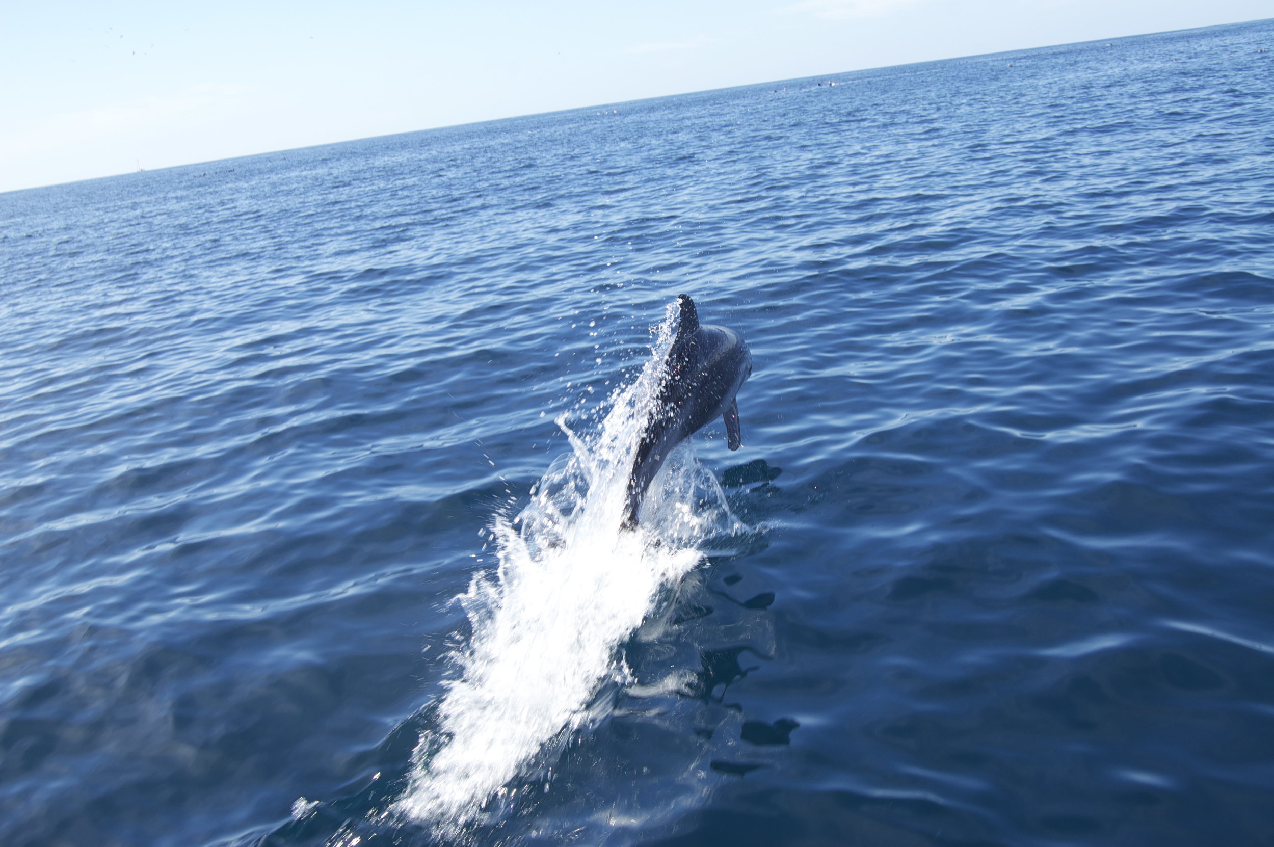 dolphin.jpg